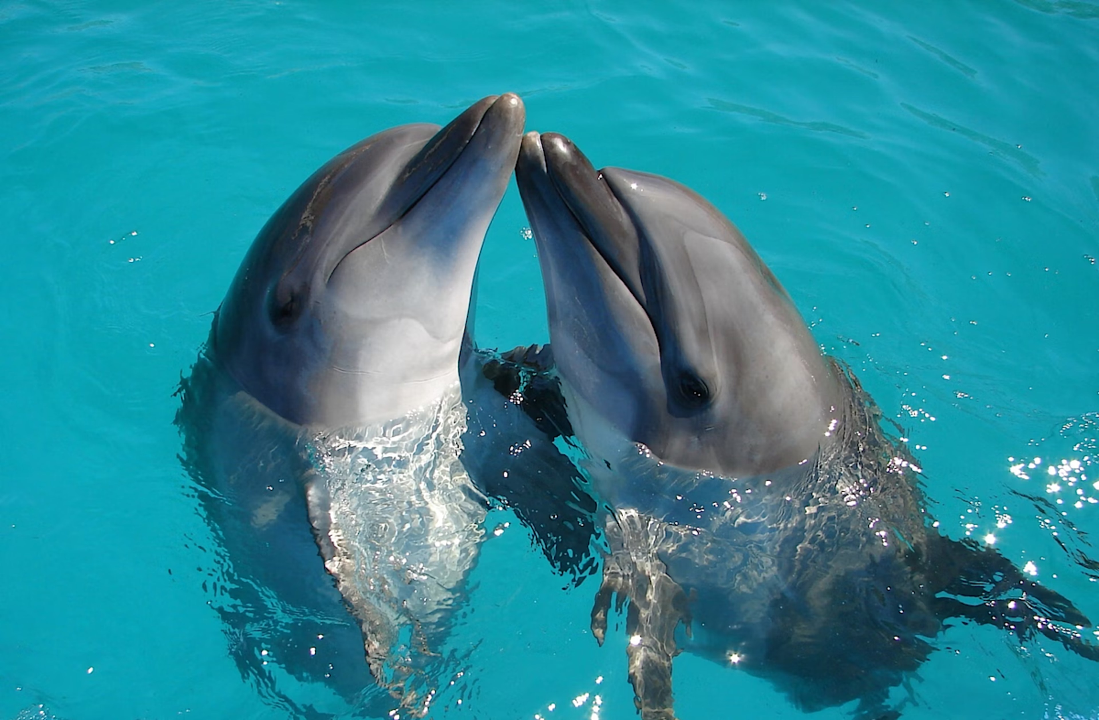 Lucky Dolphin Safari