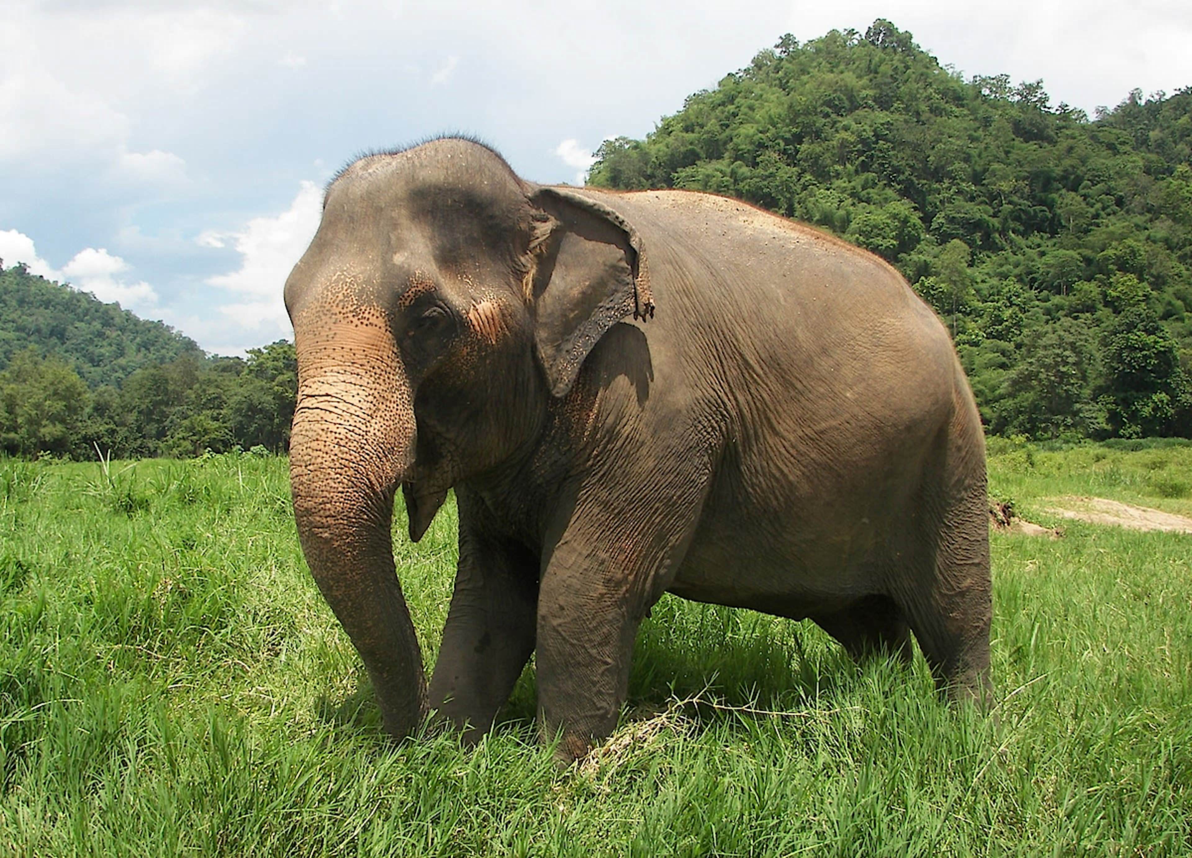 Elephant