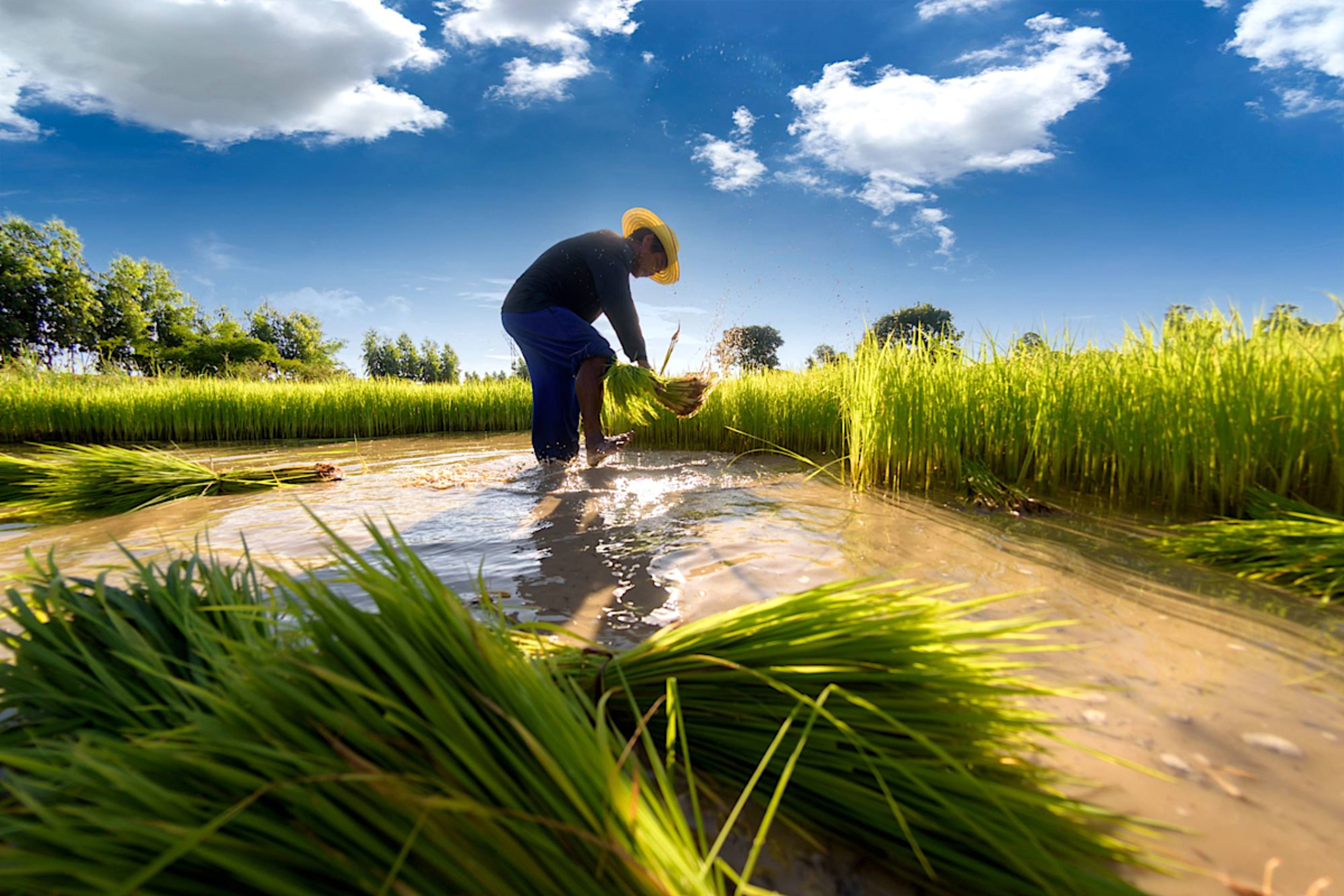 Rice Fields Farmer