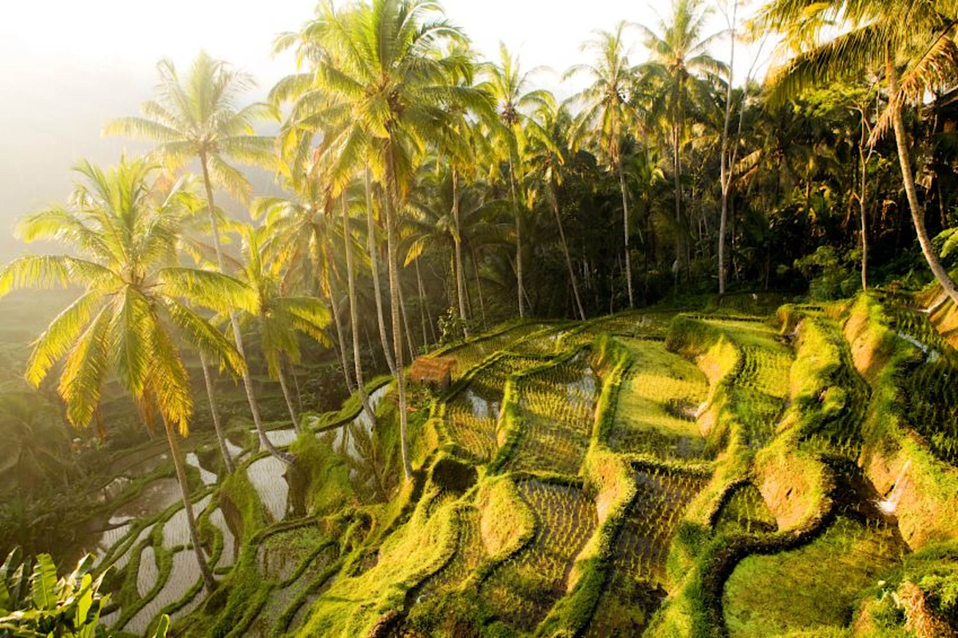 Exclusive Ubud Tour