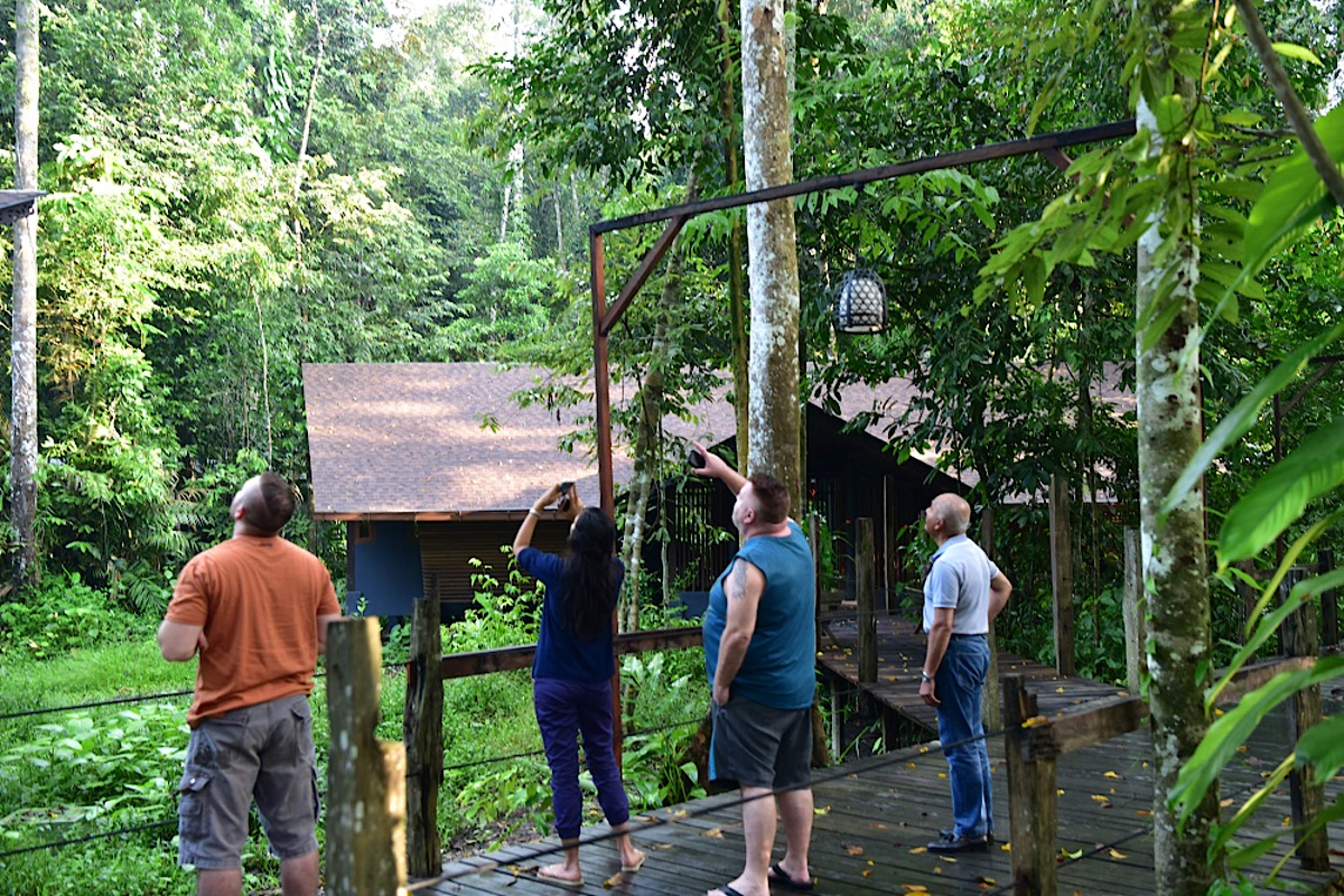 Hornbill Boardwalk