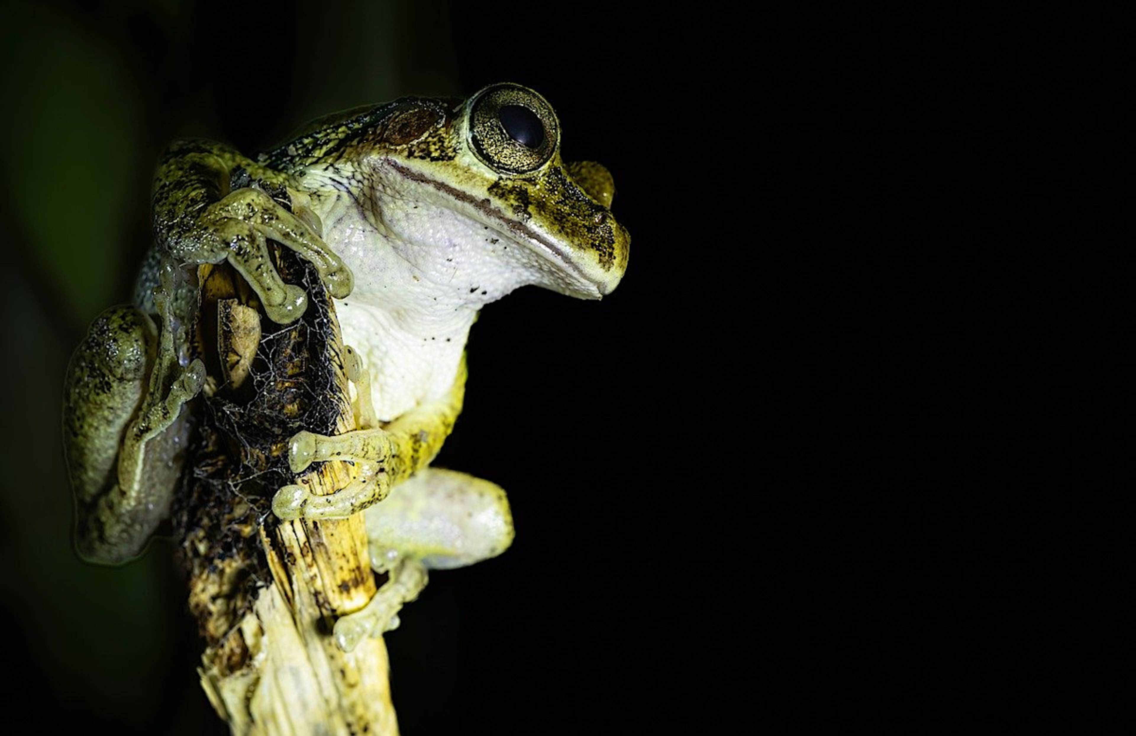 Tree Frog