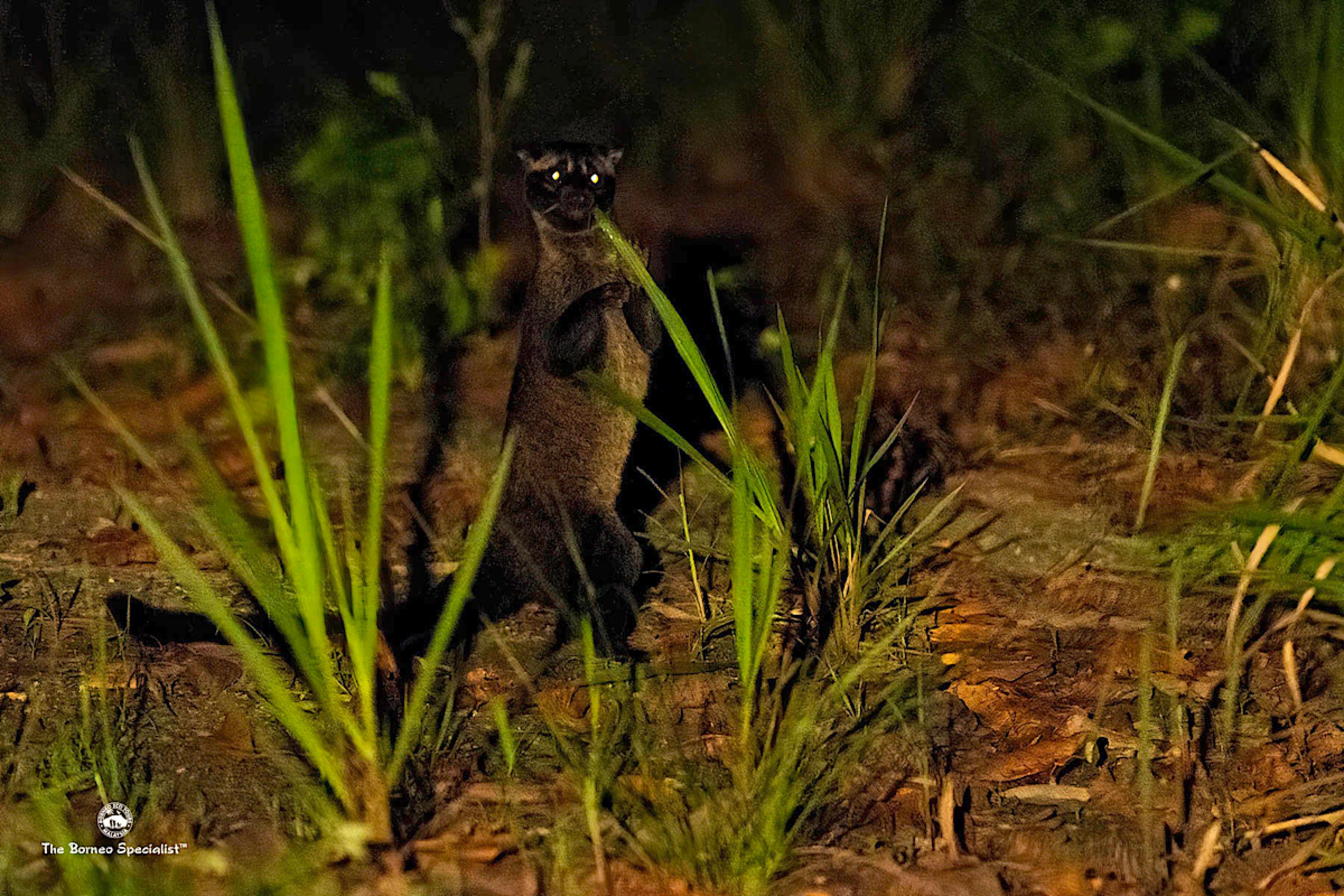 Civet