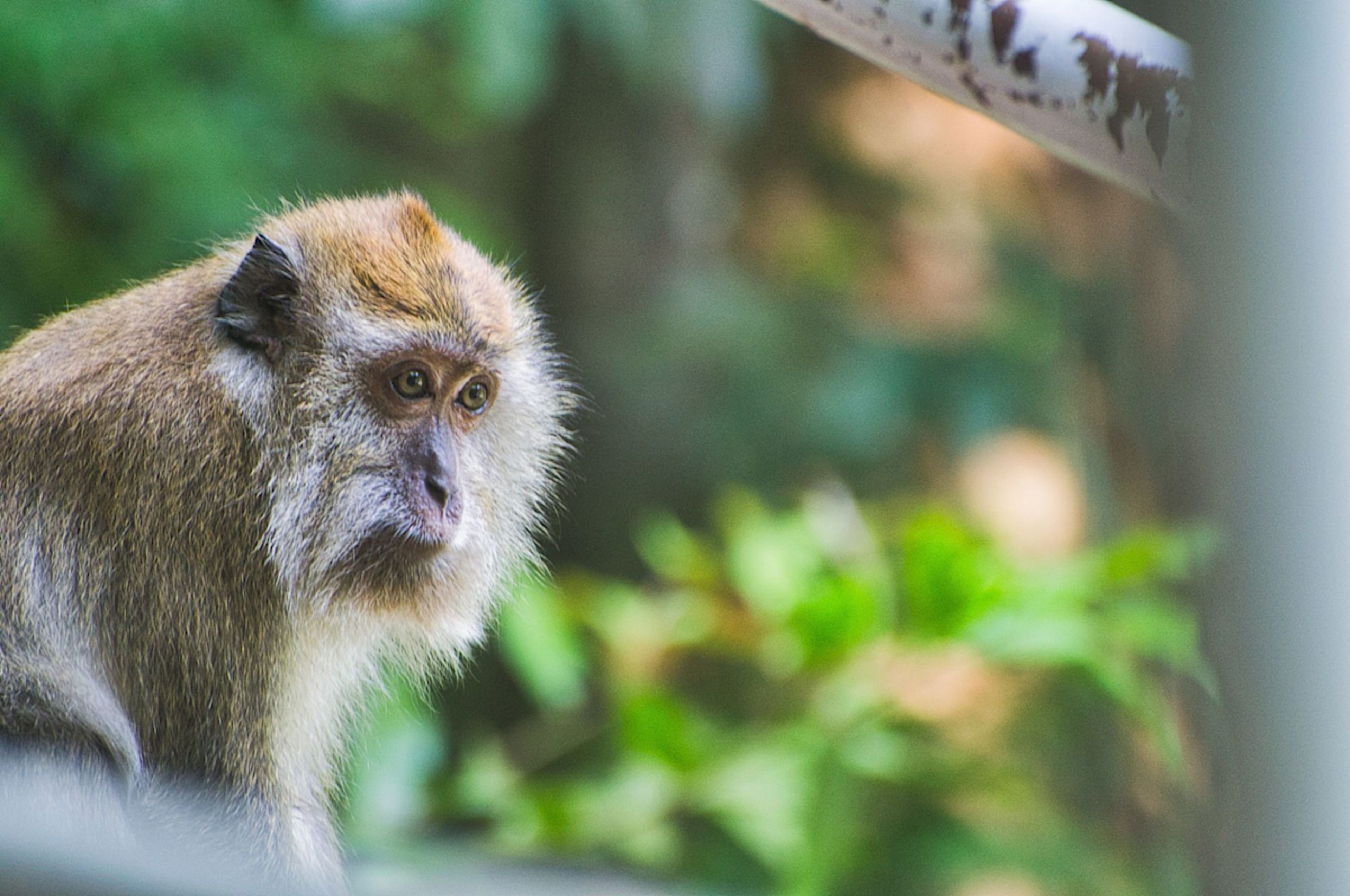 langkawi islands monkey