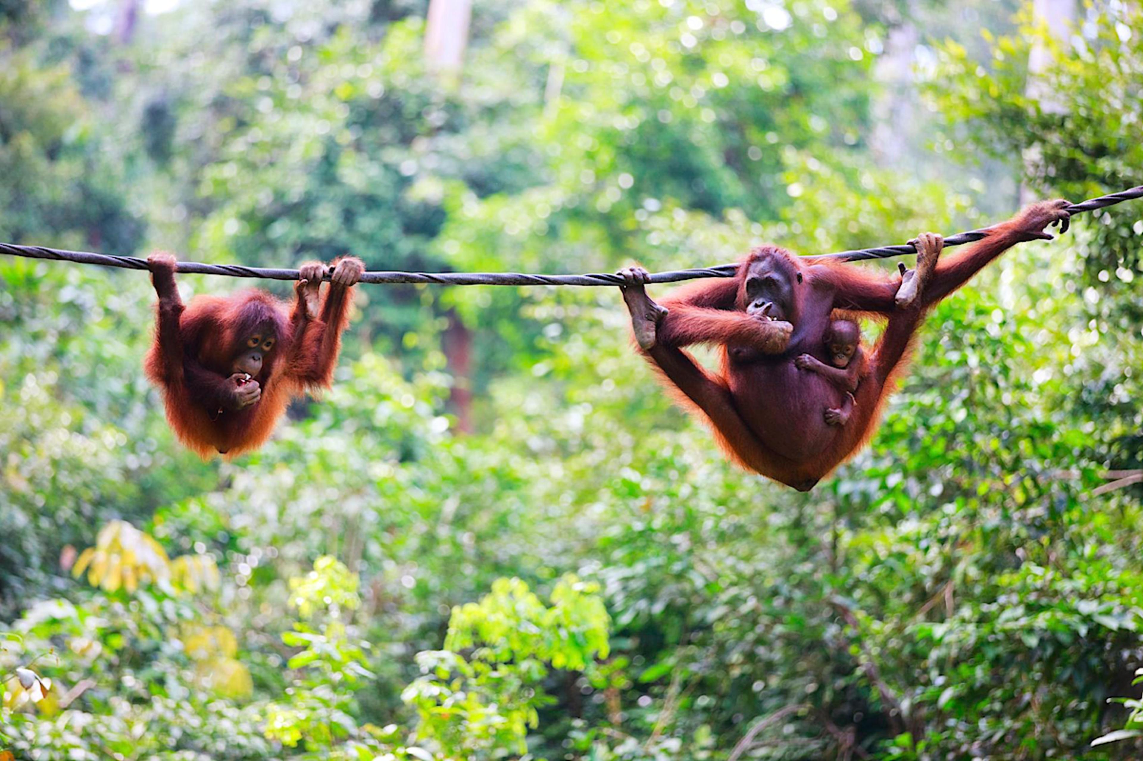 KUALA LUMPUR TO SANDAKAN TO KINABATANGAN RIVER