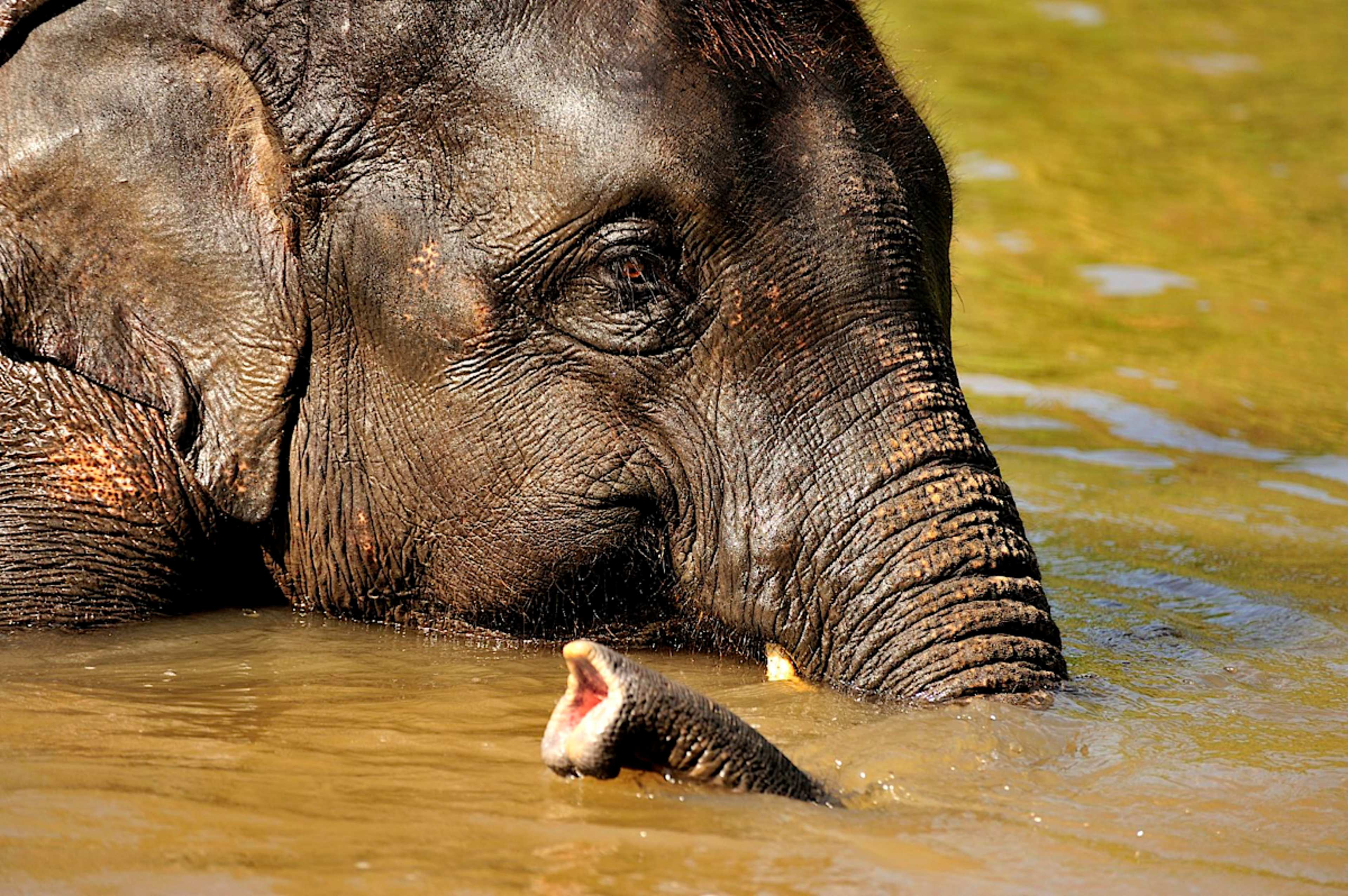 Elephant Bathing