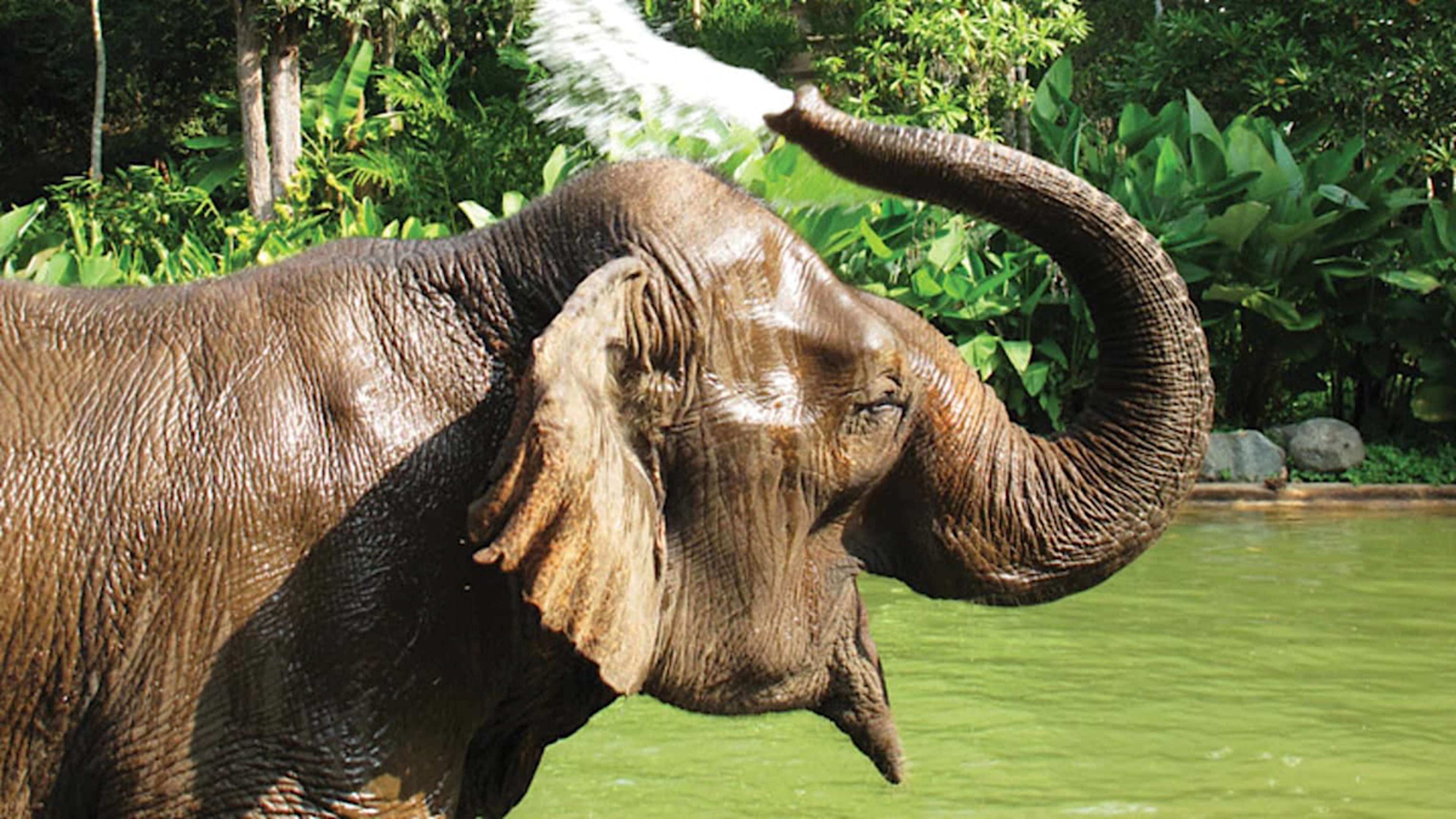 Elephant
