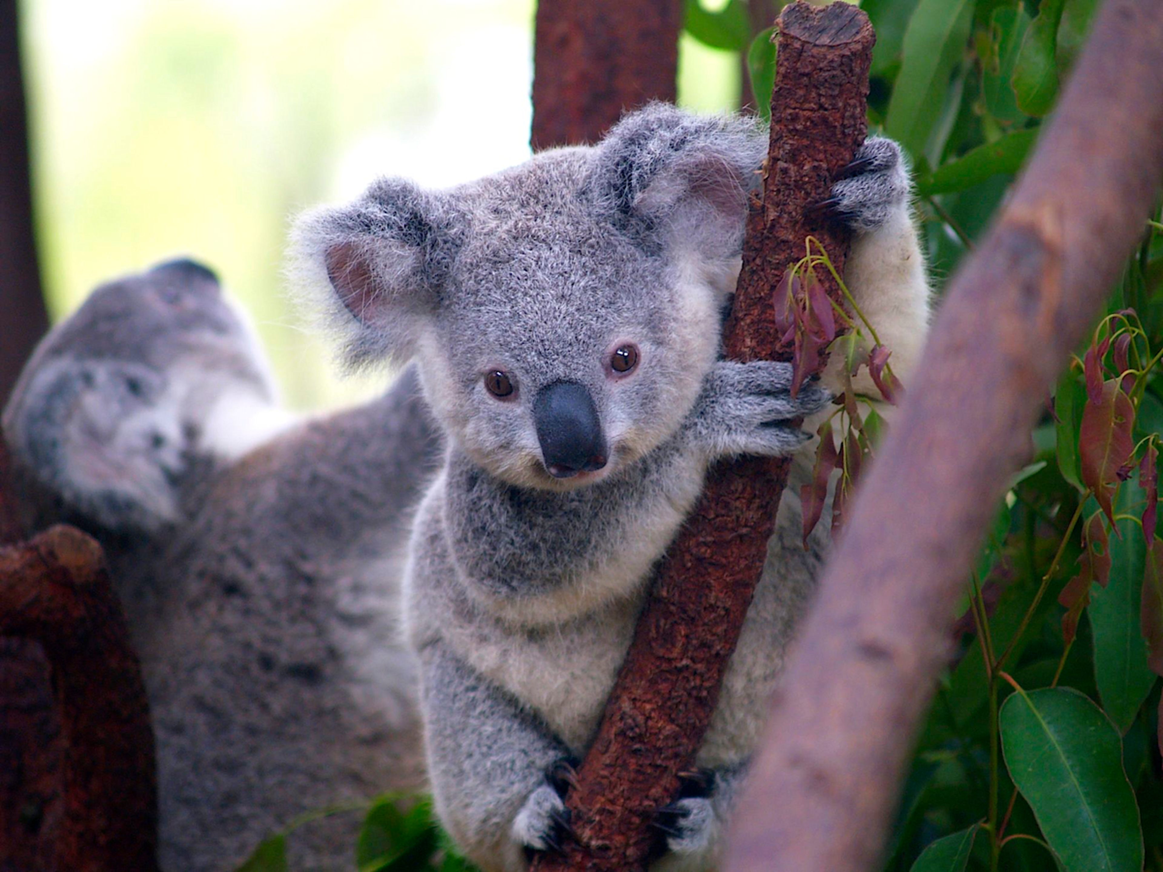Koalas
