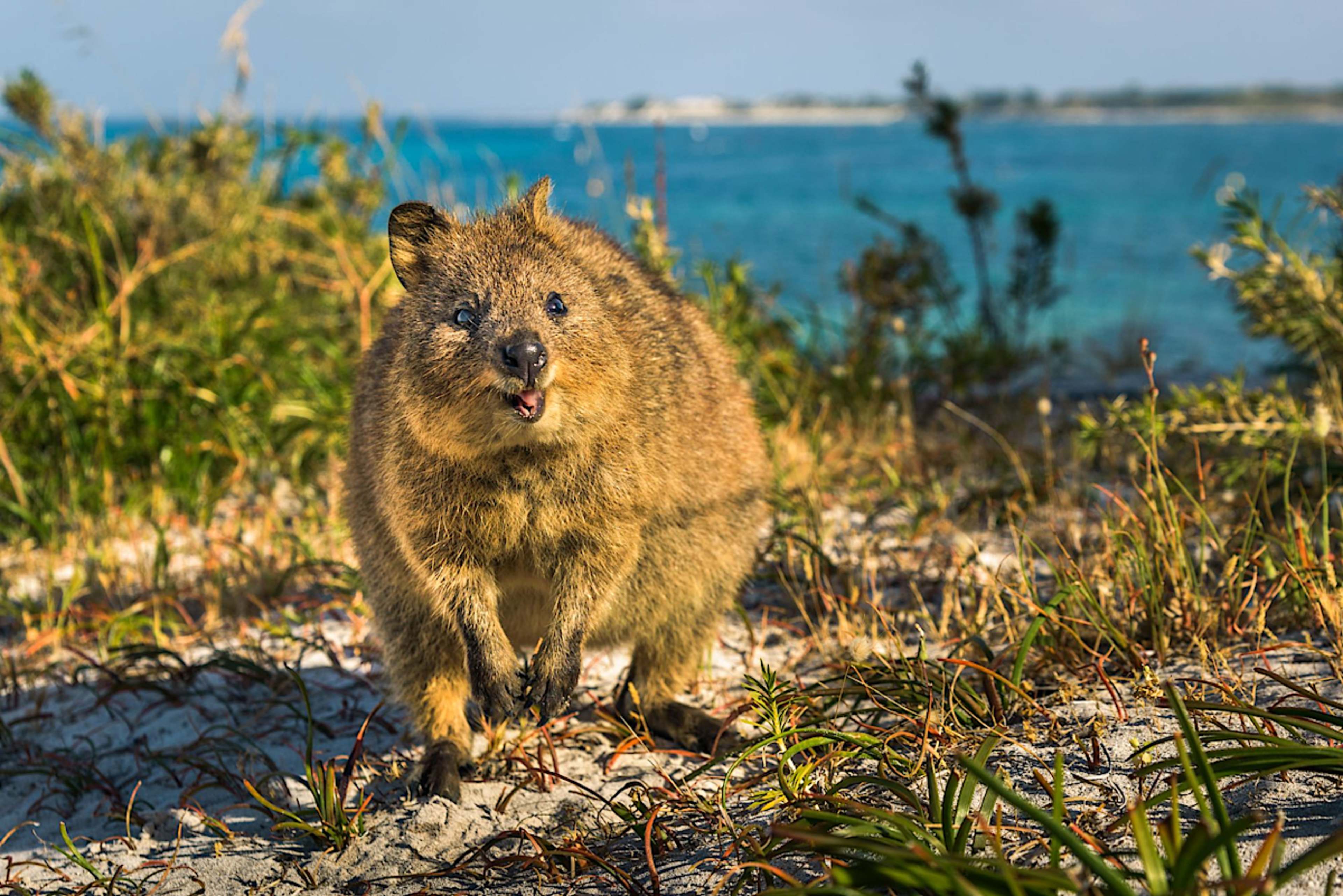 Quokka