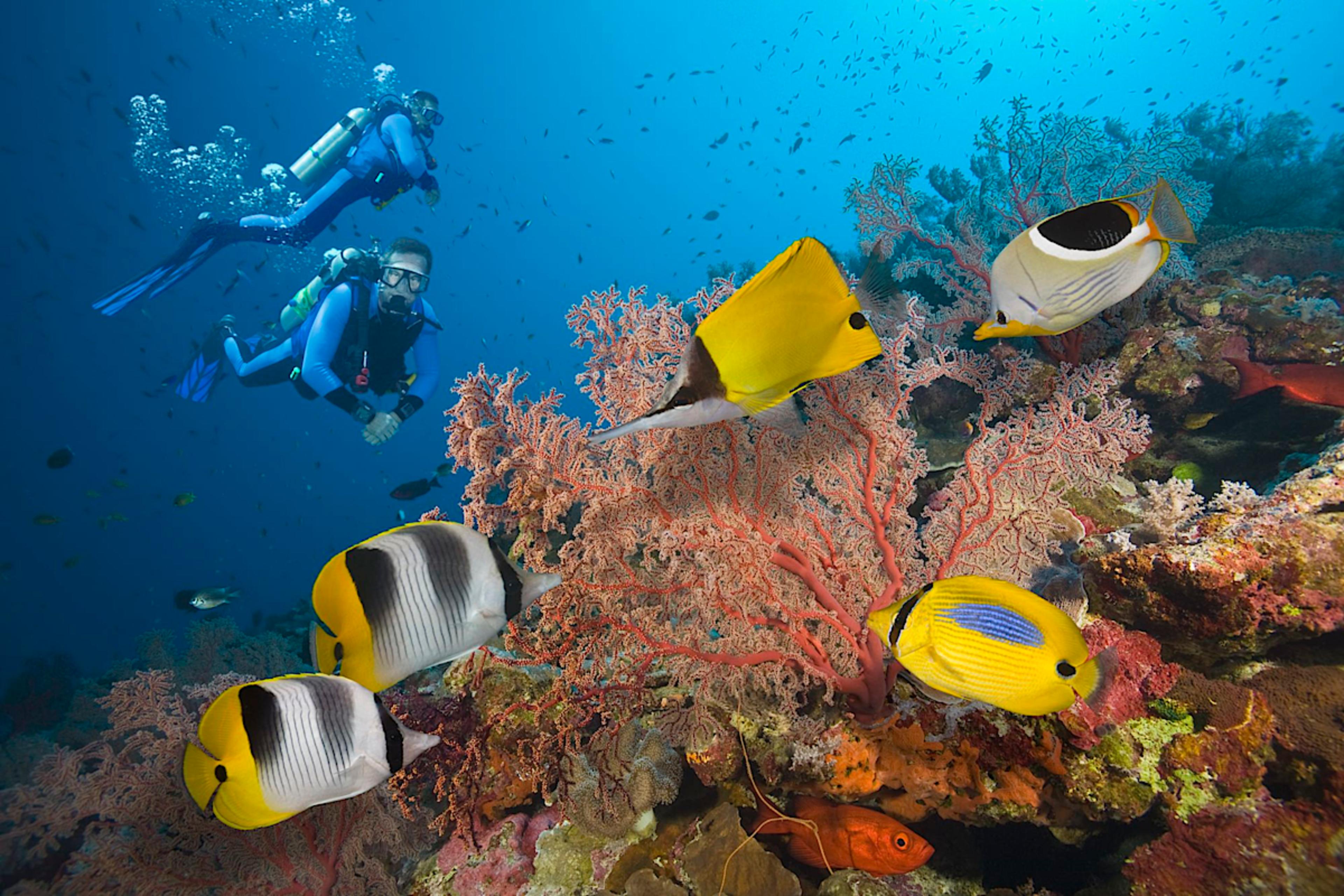 Coral Coast Diving
