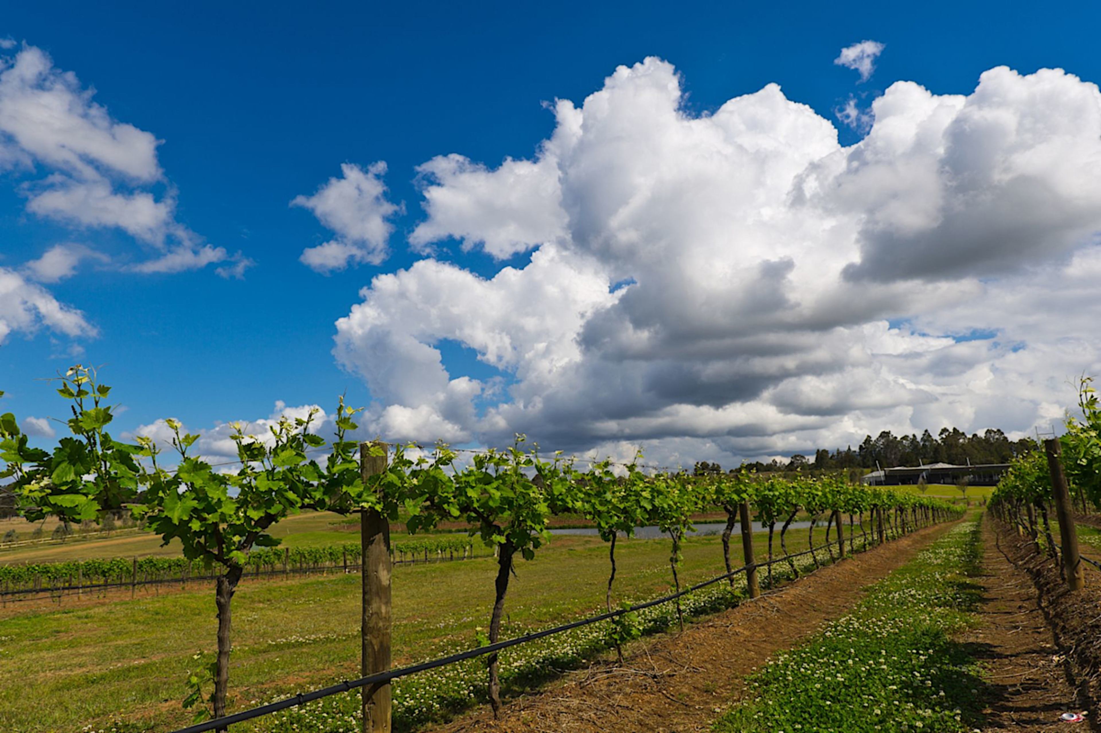 Vineyards