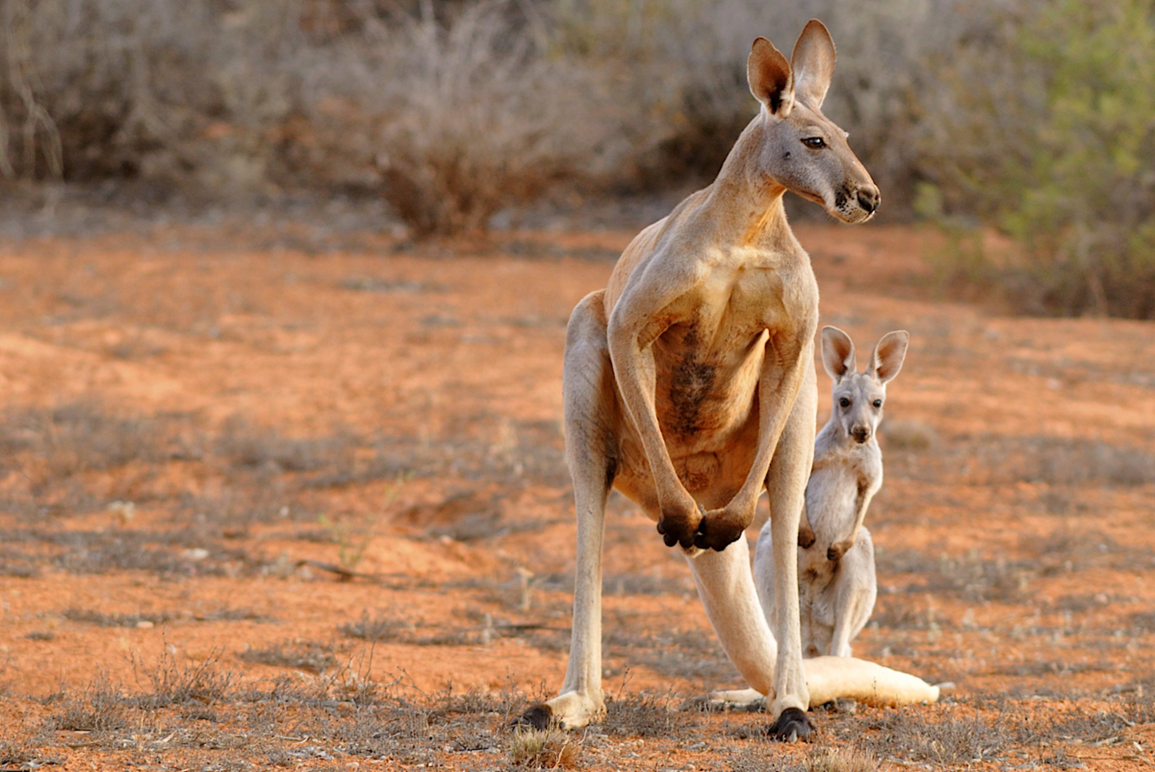 Kangaroo Spotting