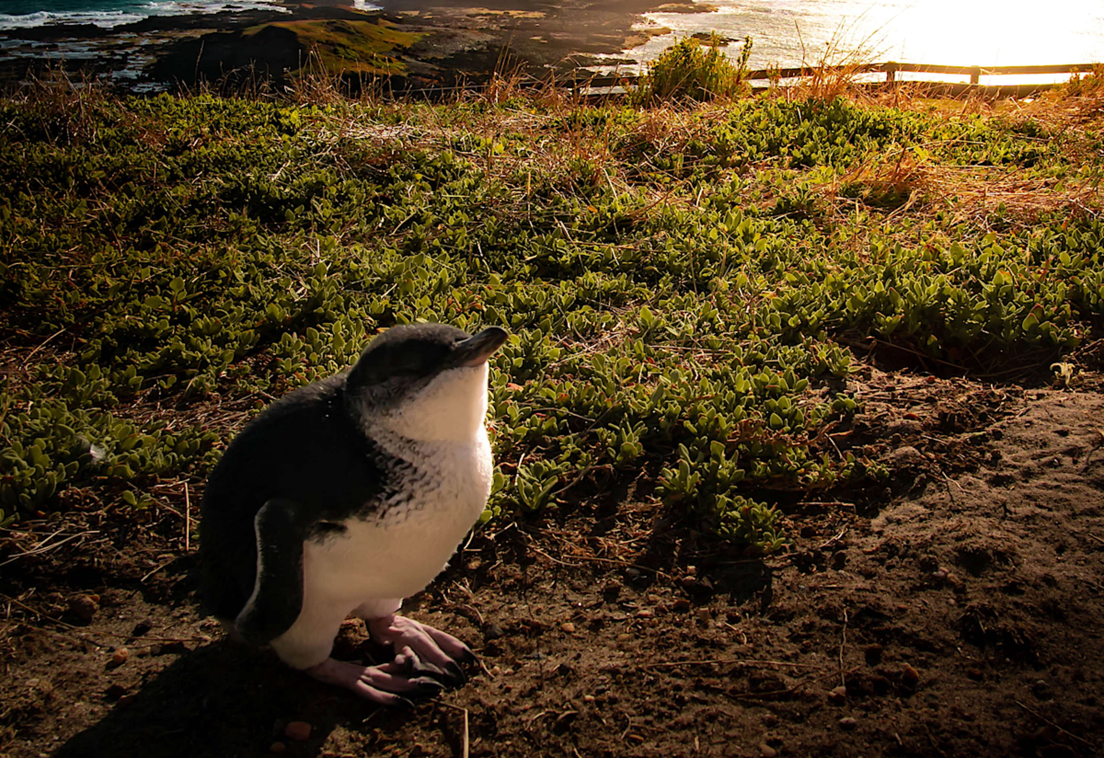 Little Penguin