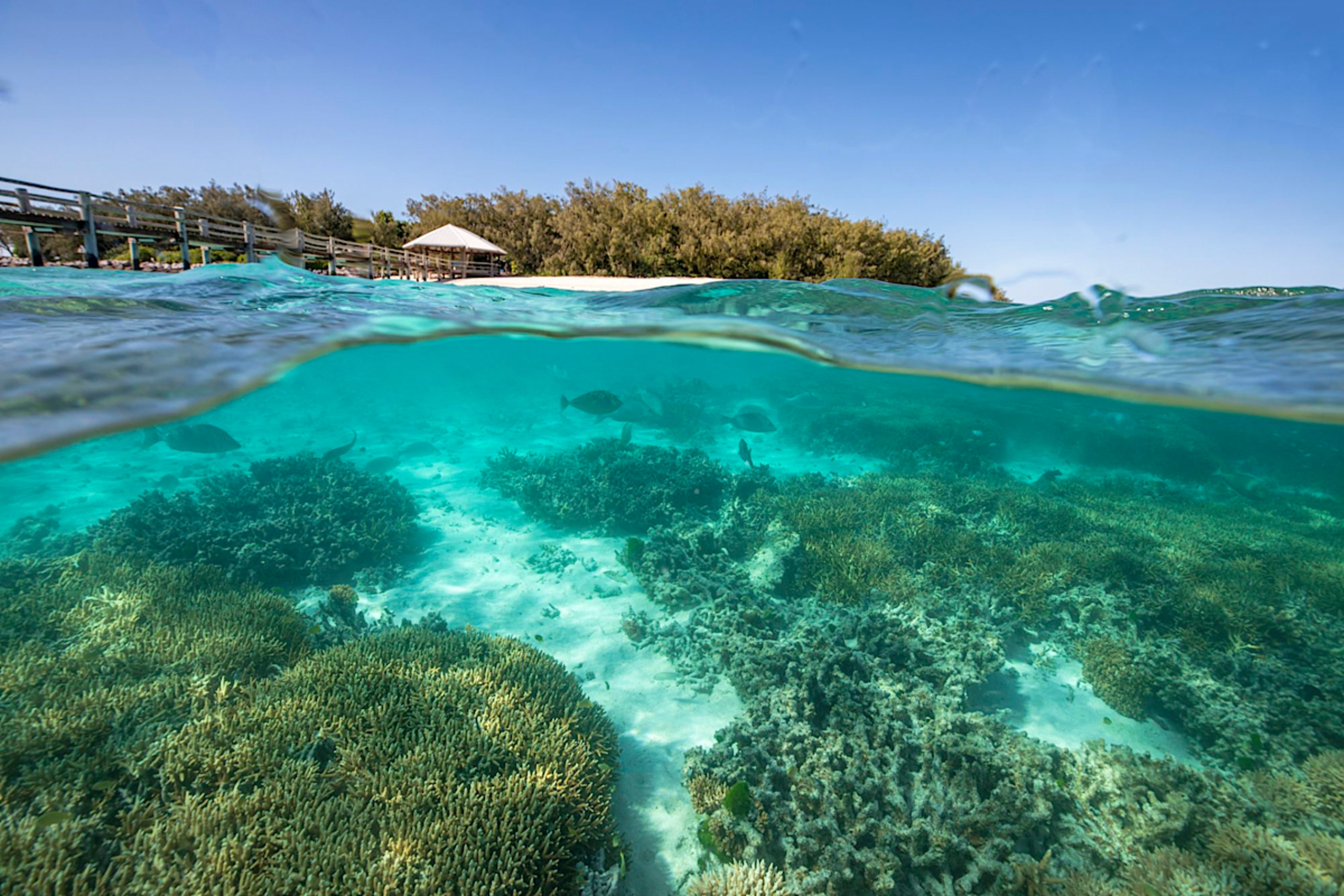 Coral Reef
