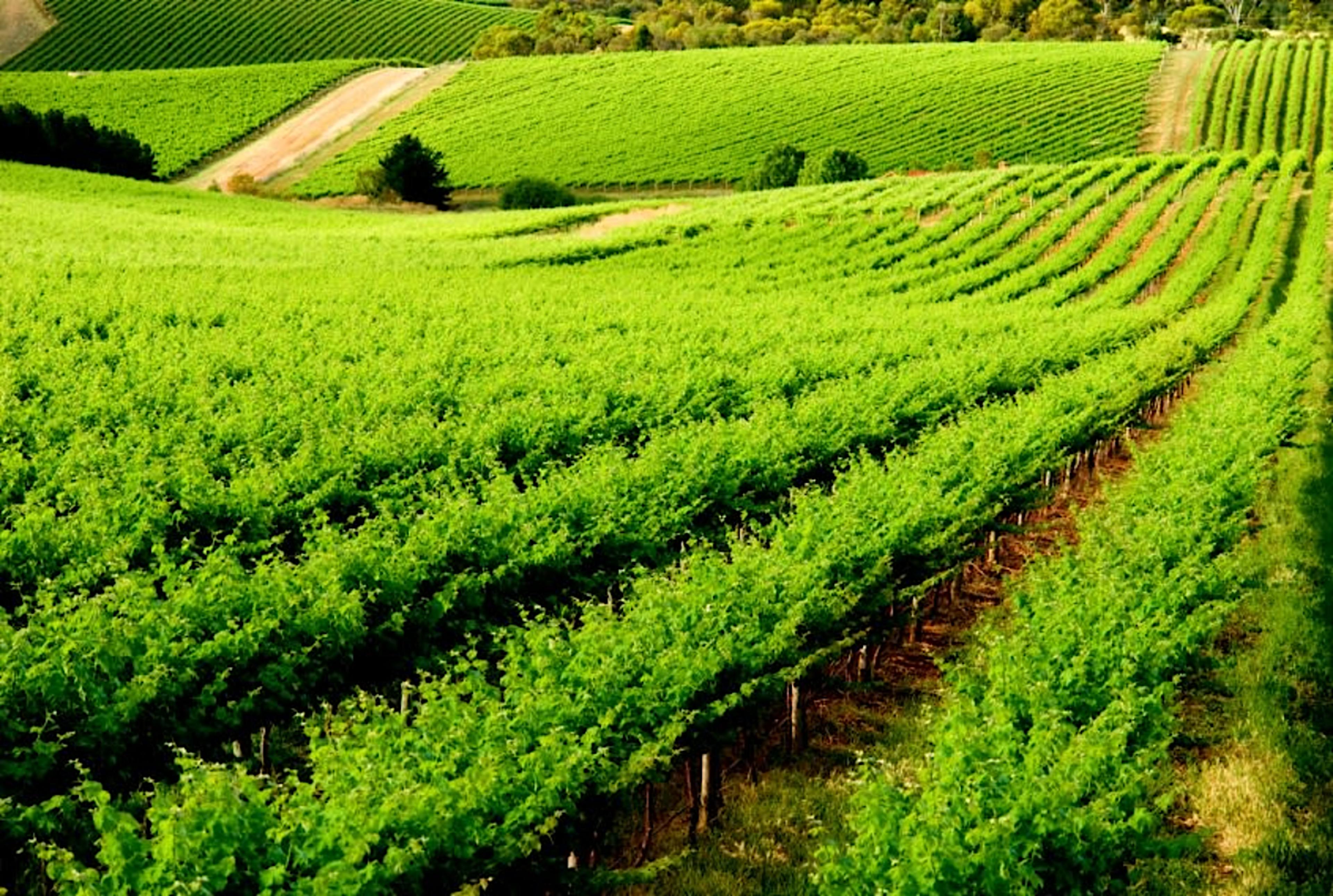 Vineyards