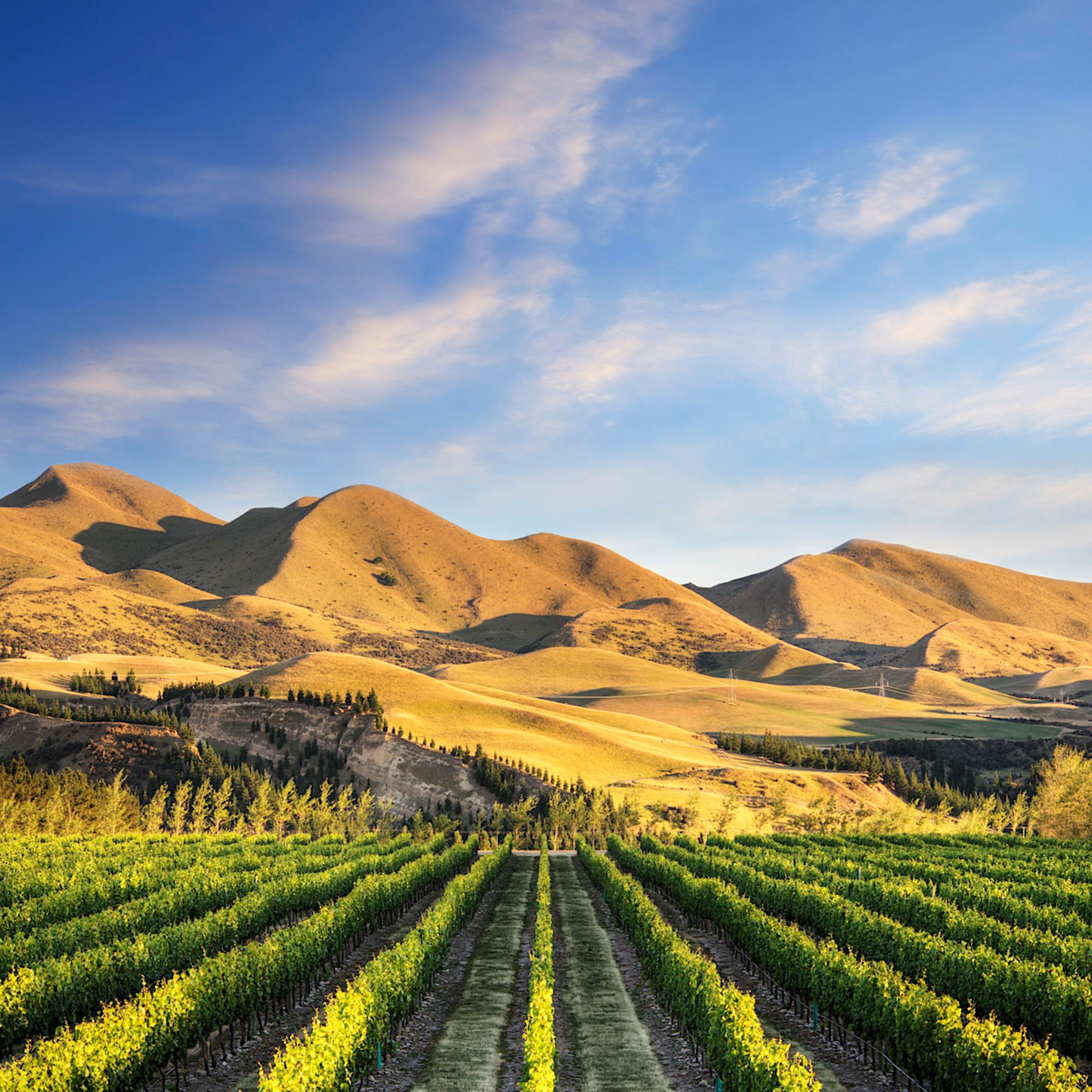 Waipara Vineyard