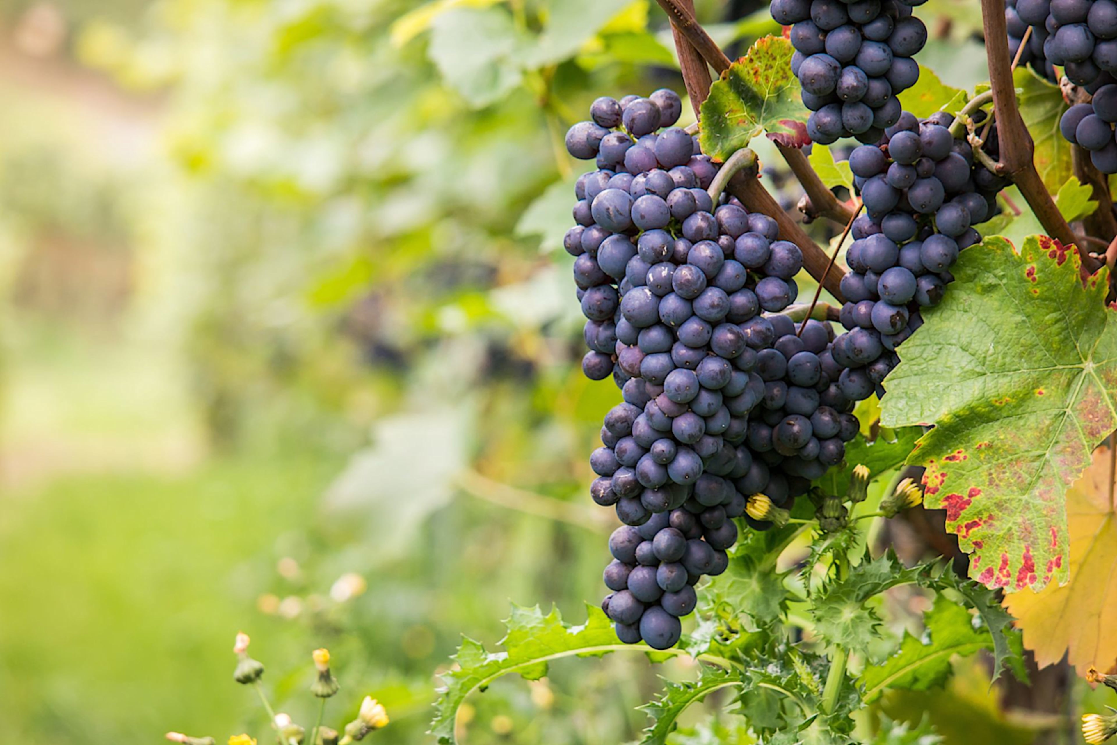 Pinot Noir Grapes