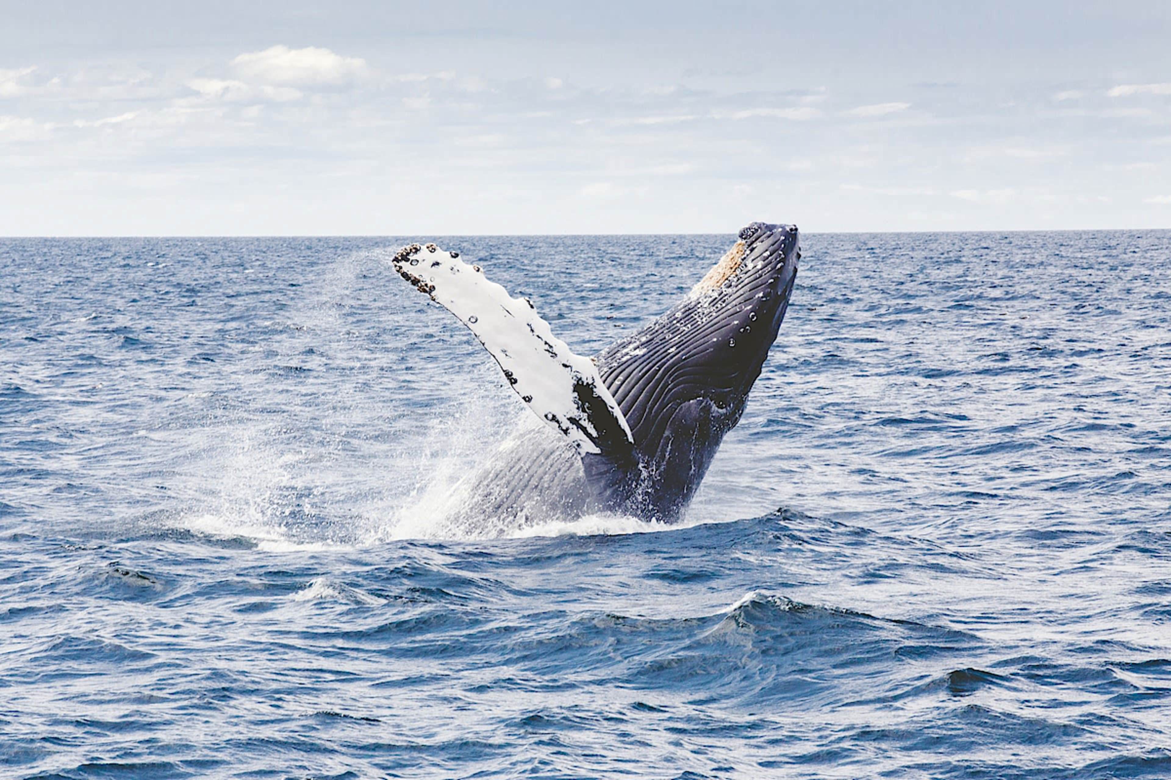 Whale Watching Excursion