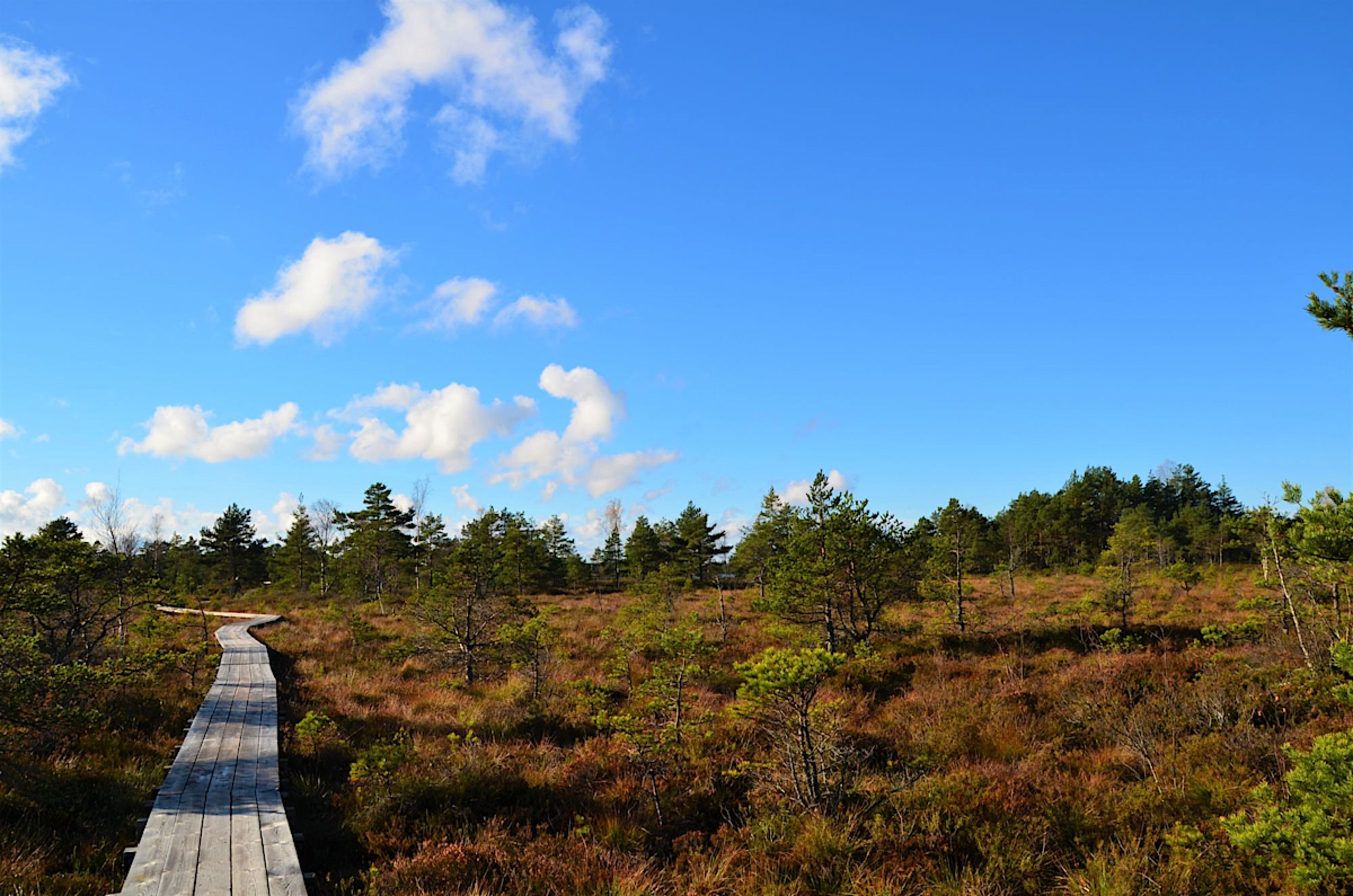 Estonian Forest