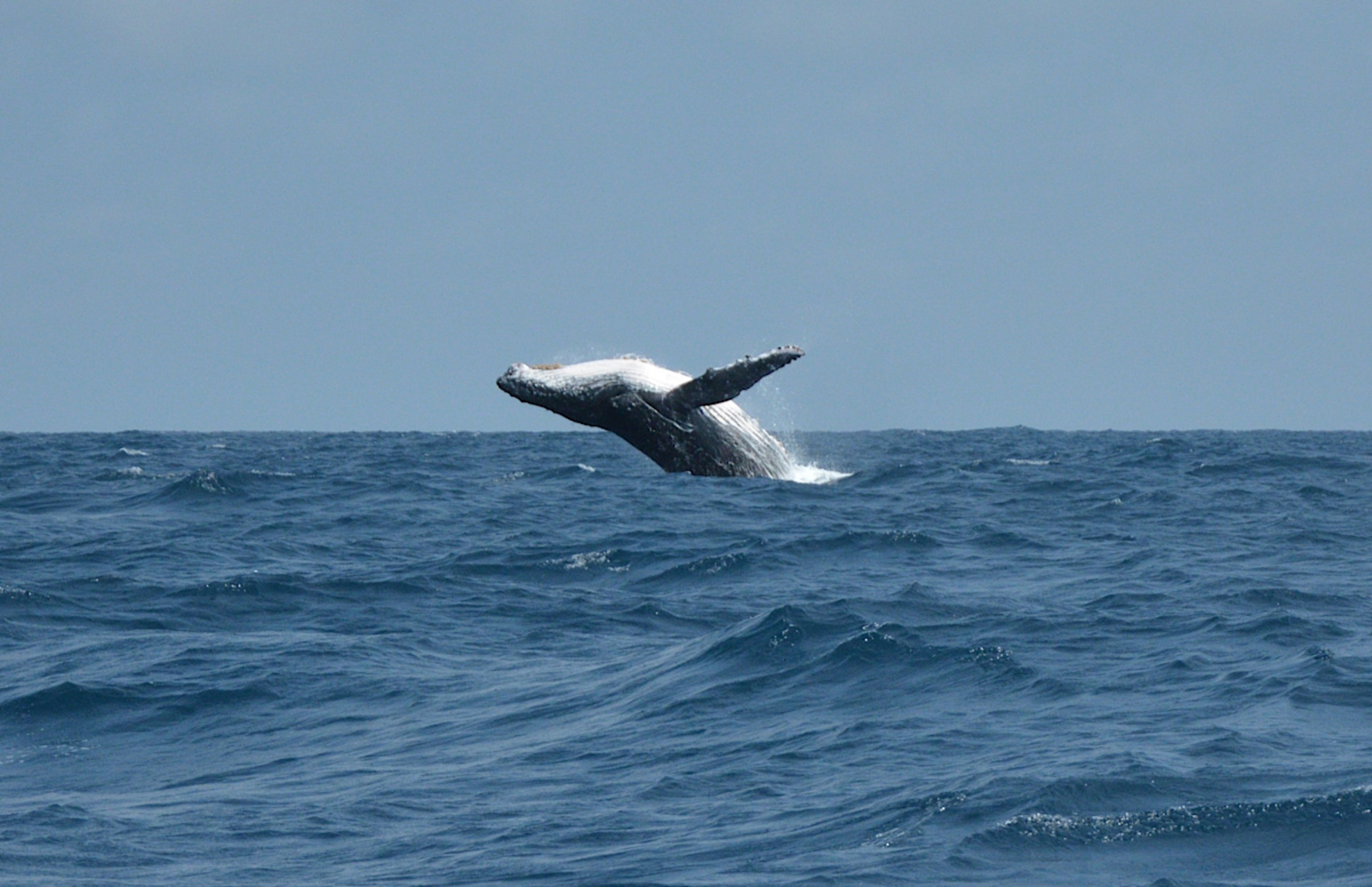 Drake Passage Whalewatching