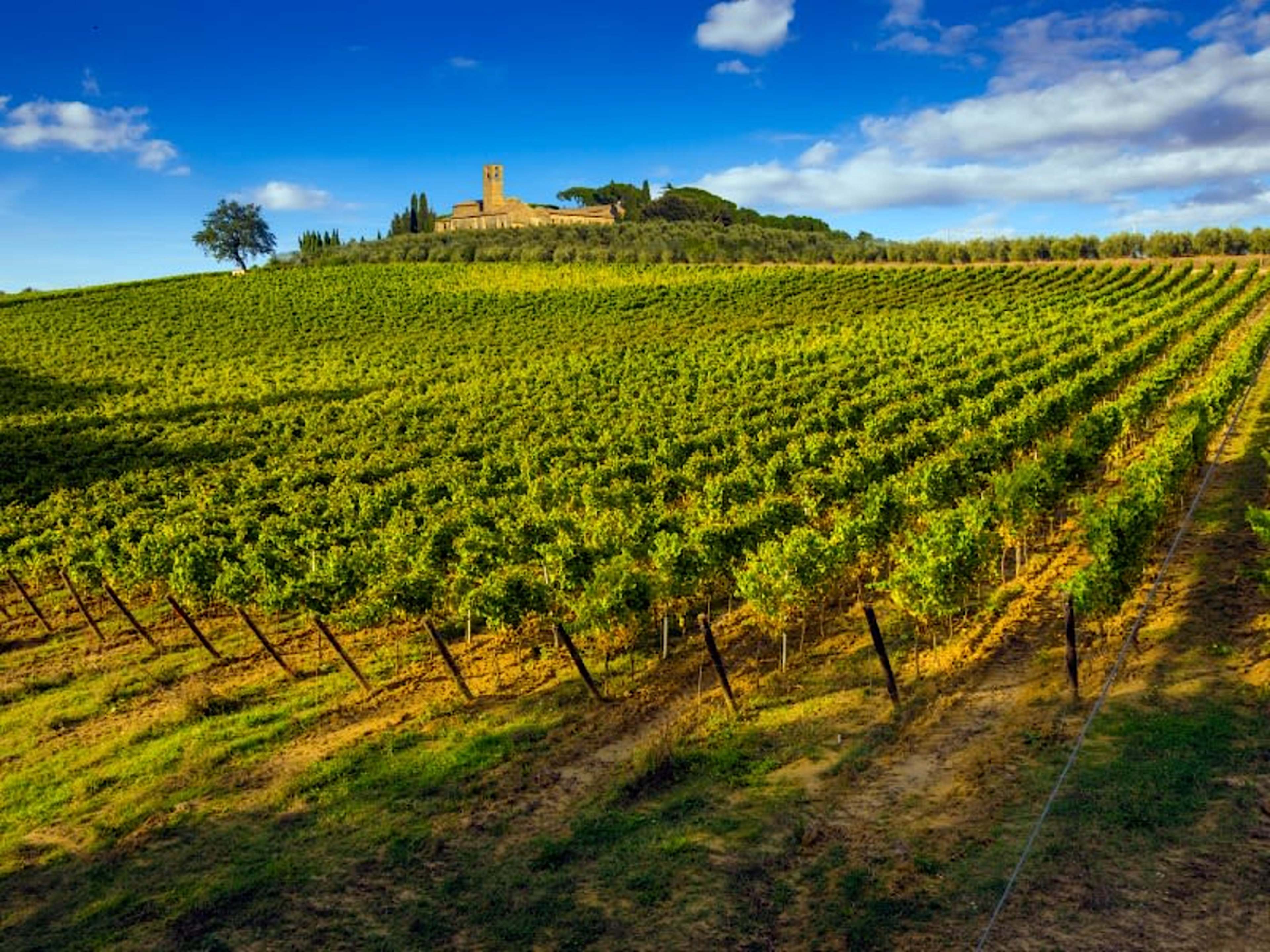 Tuscany Vineyards