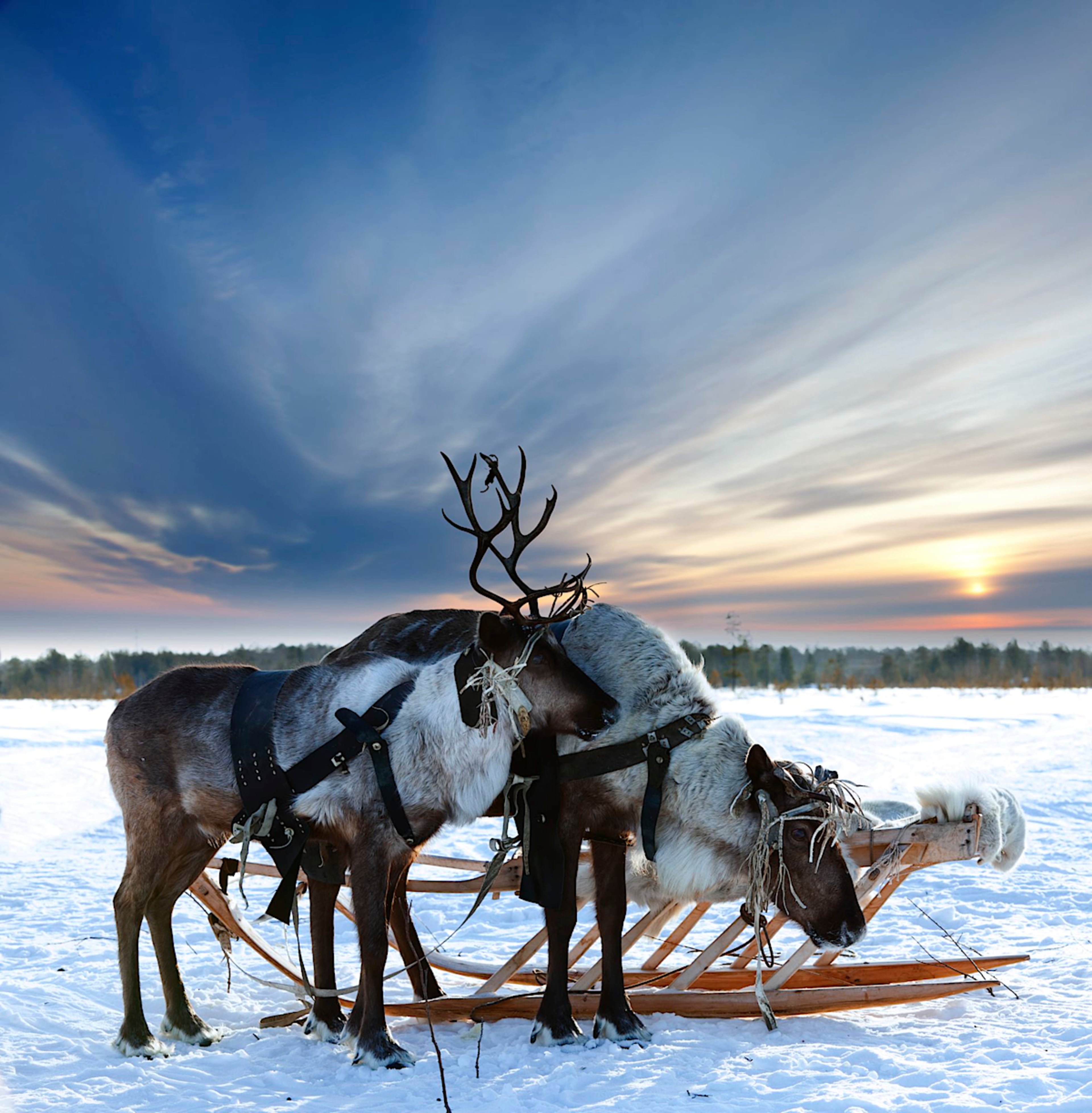 Reindeer Safari