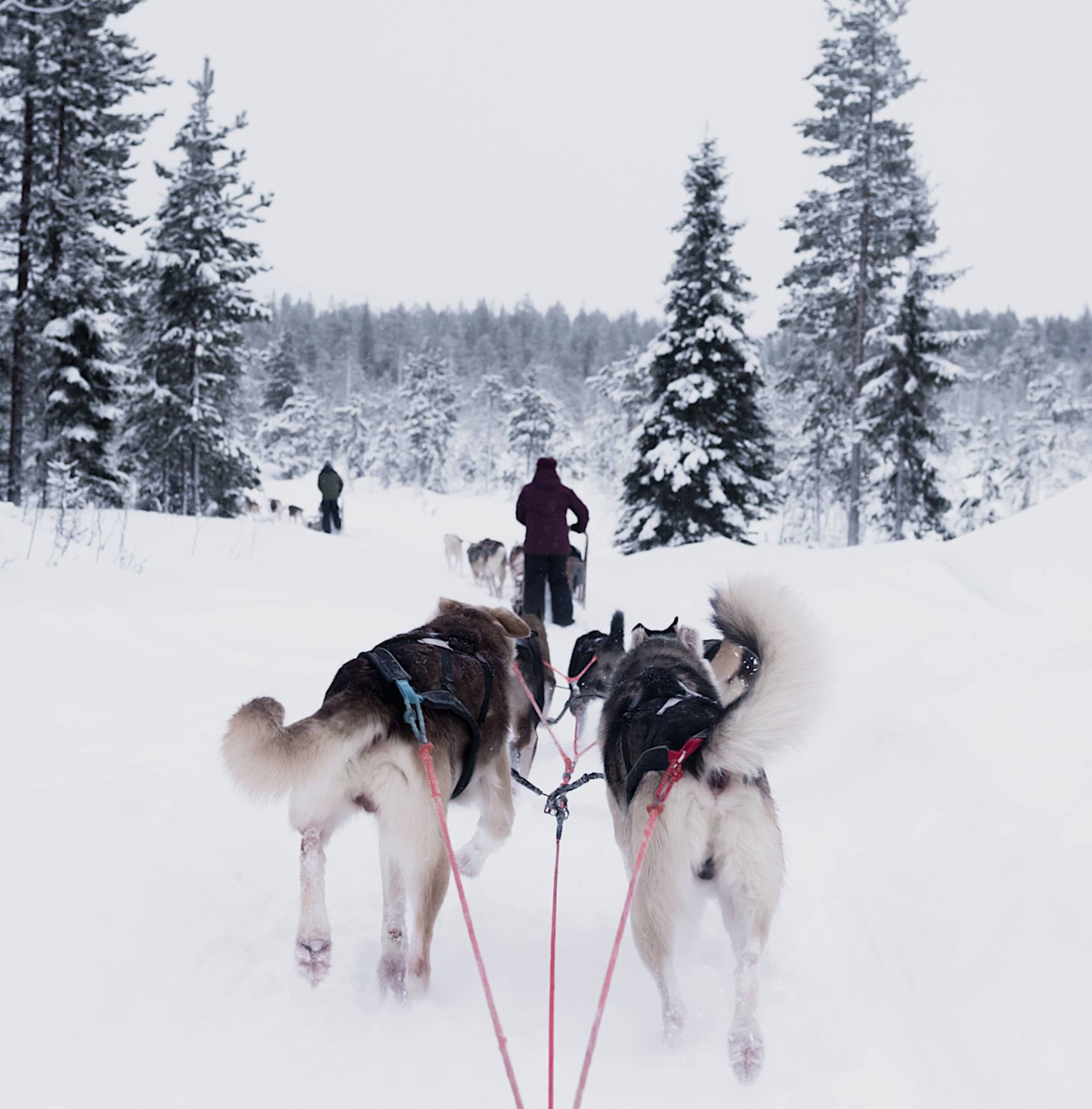 Dog Sledding
