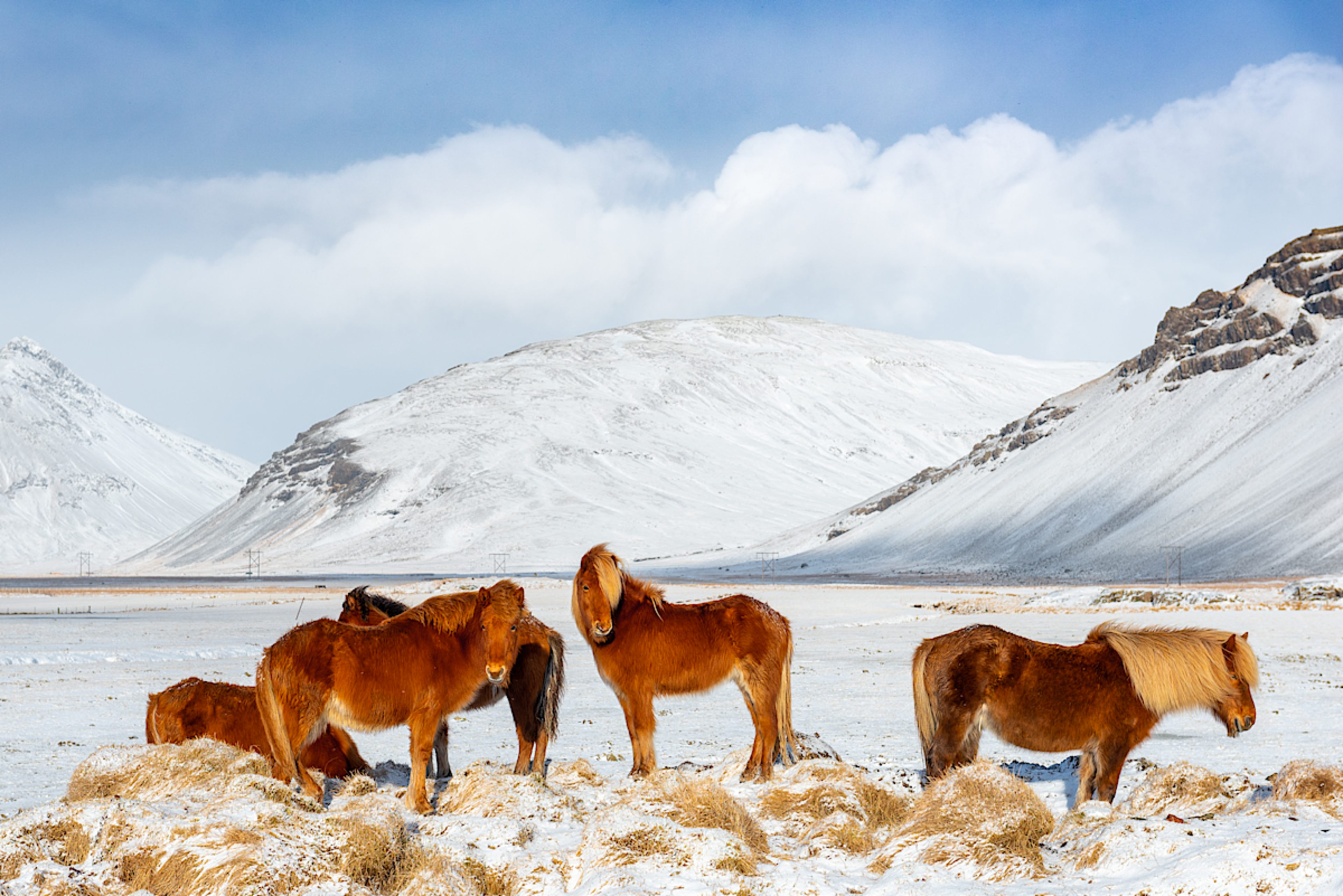 Icelandic Horses