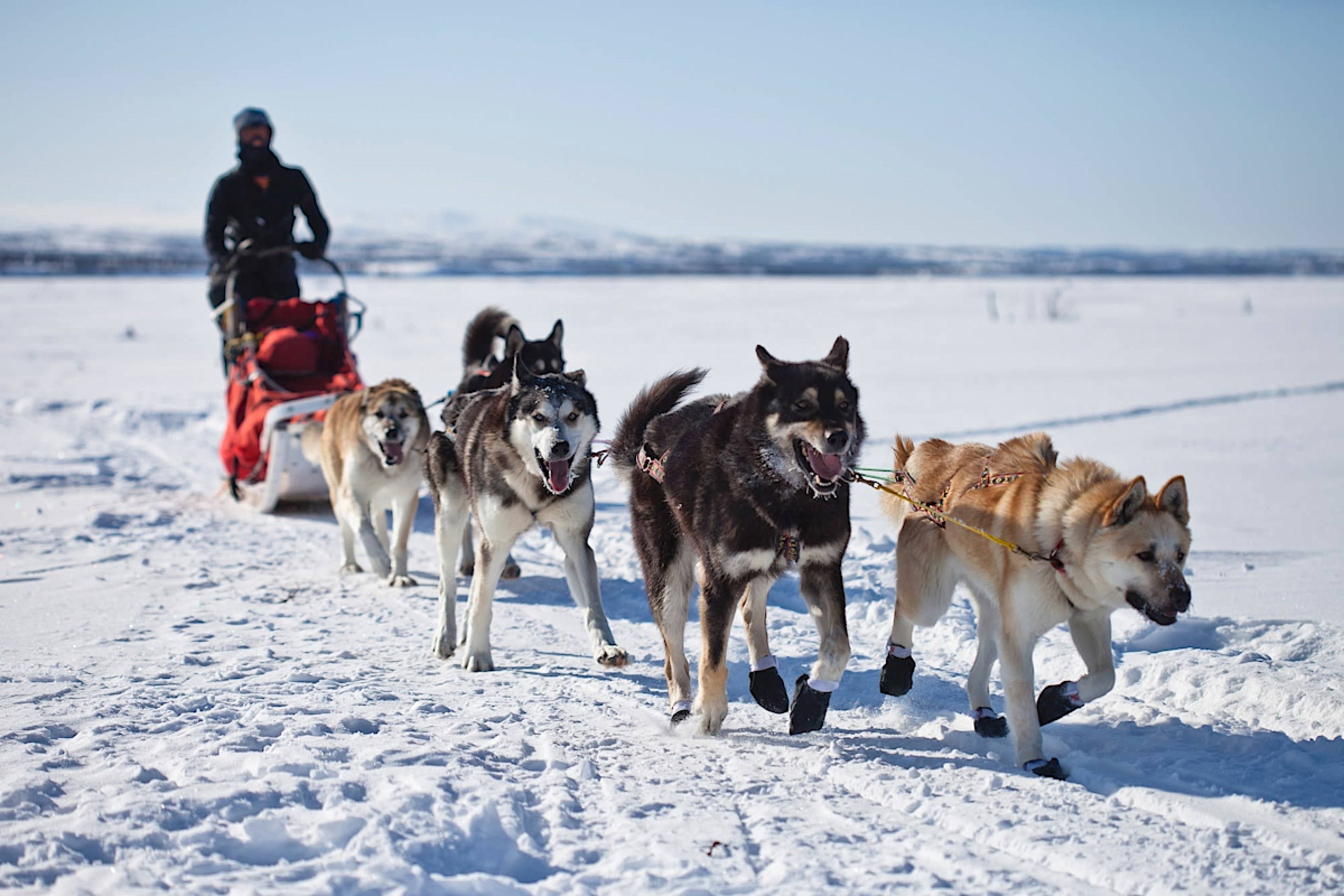 Dogsled Taxi