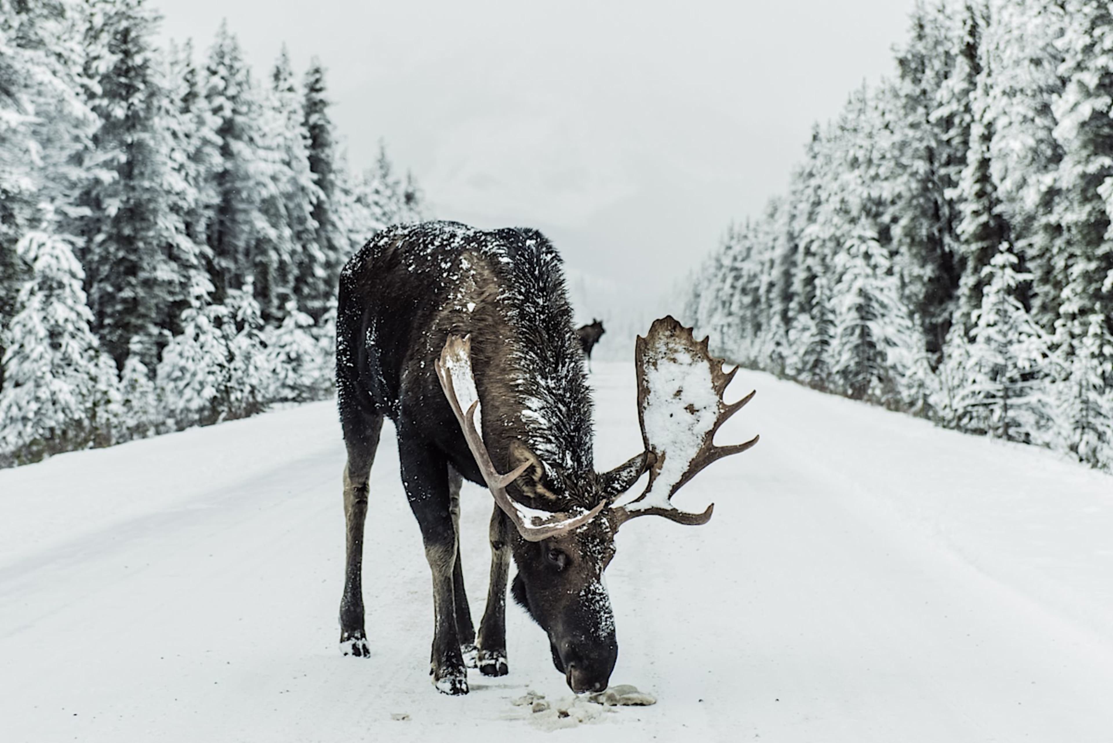 Moose
