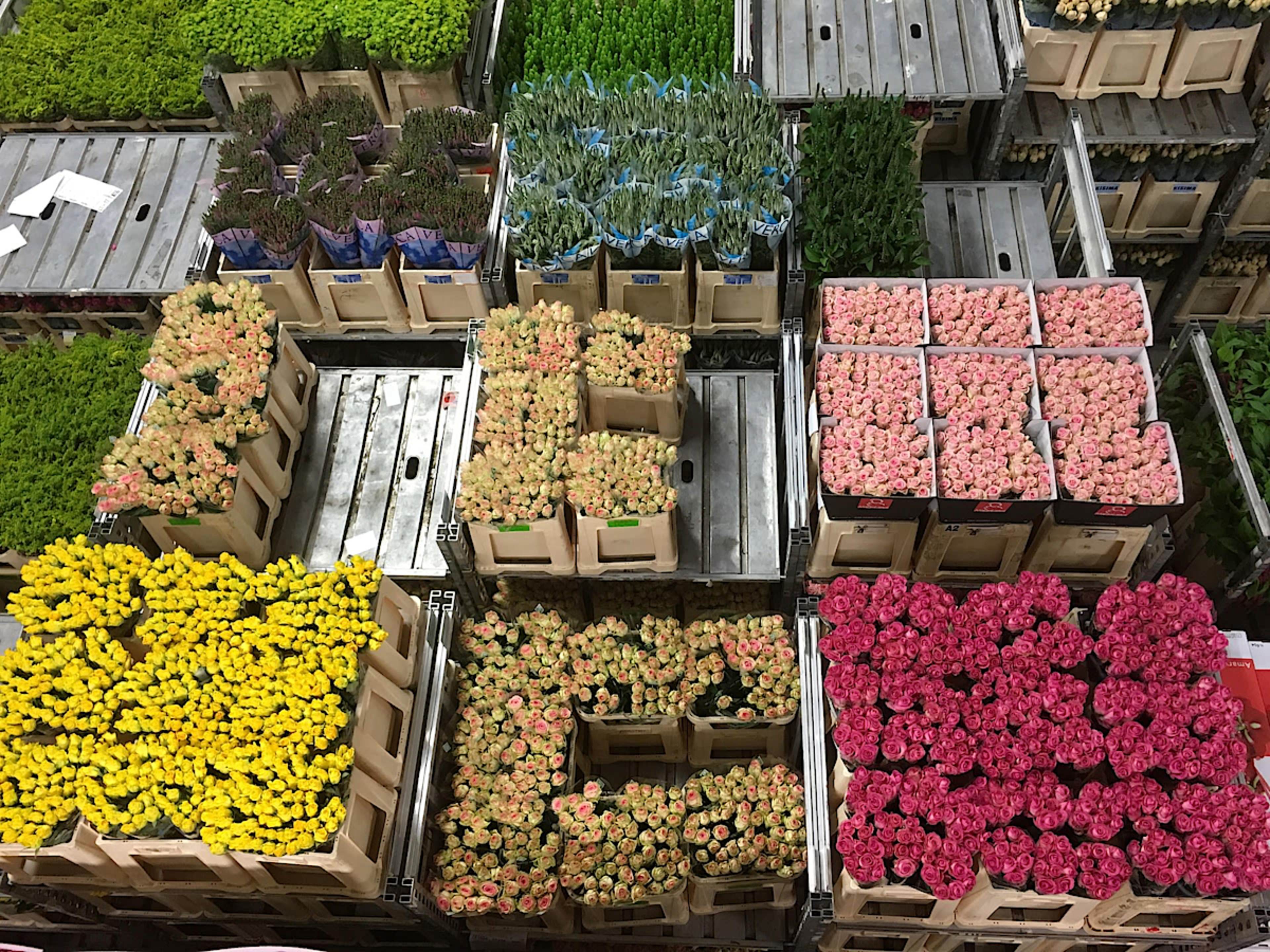 Aalsmeer Flower Auction