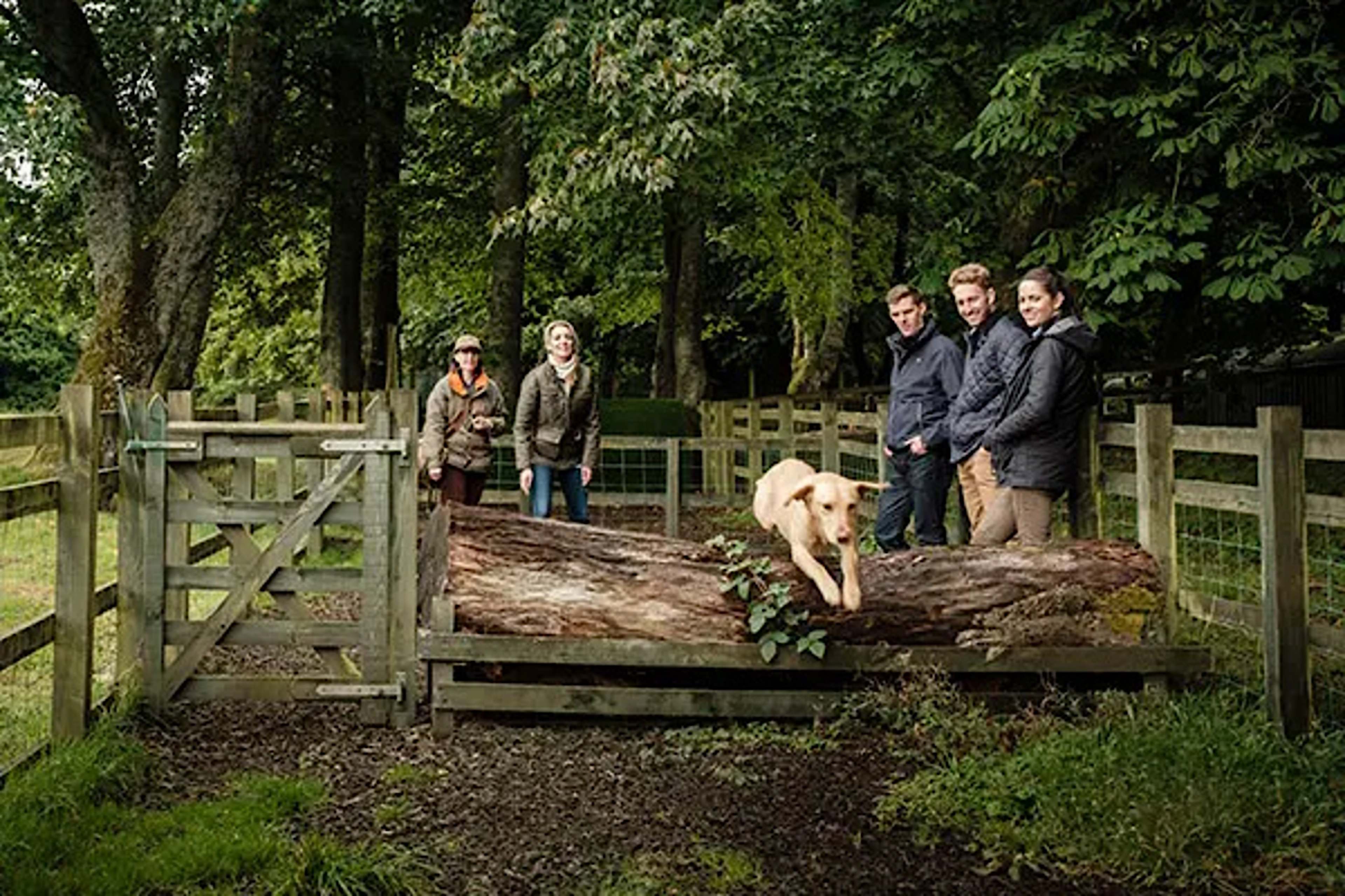 Gundogs