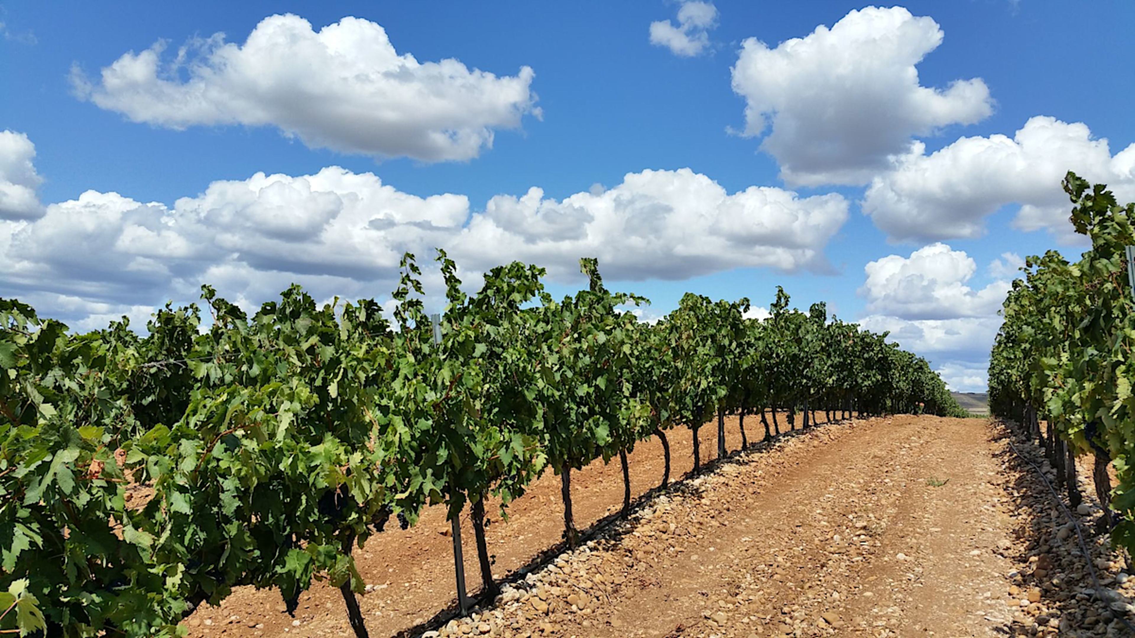 La Rioja Vineyard