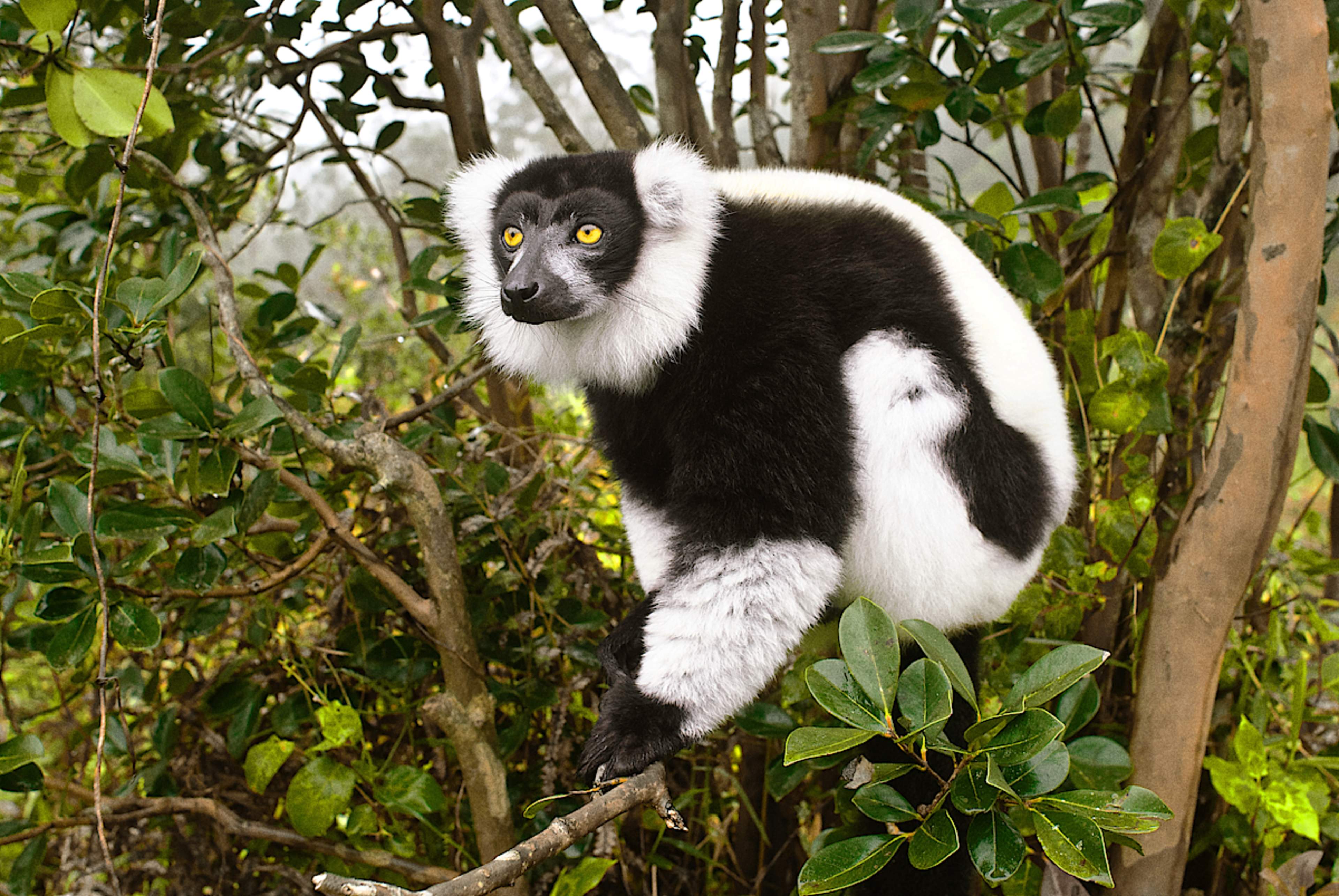 ANDASIBE-MANTADIA NATIONAL PARK
