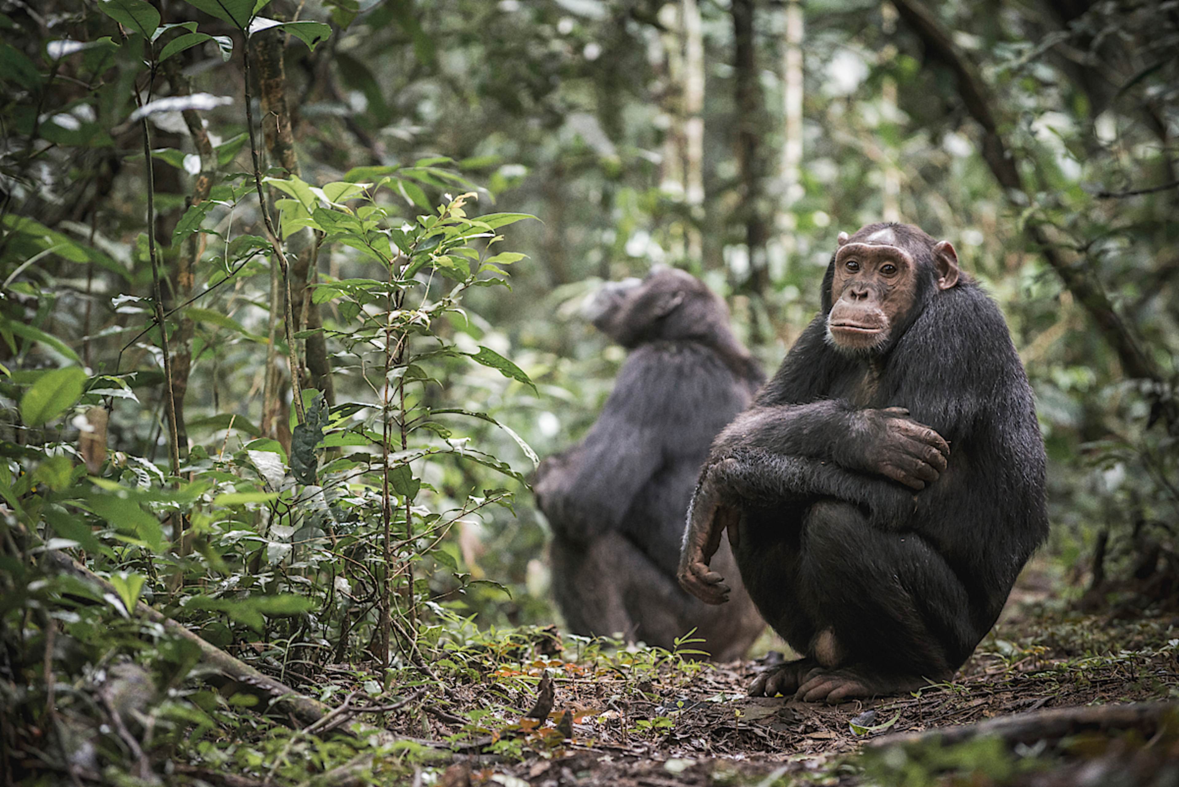 Chimpanzees