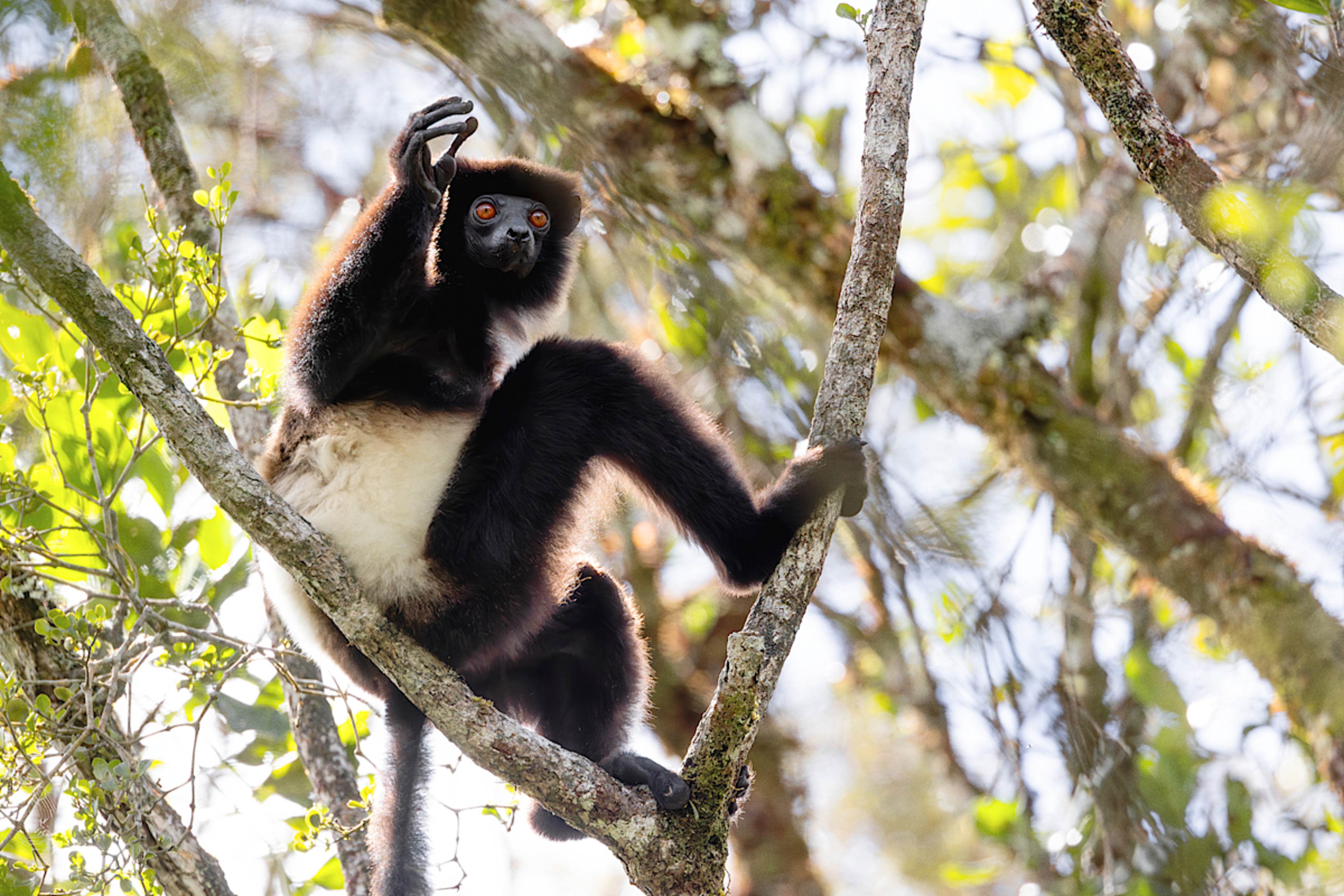 ANDASIBE-MANTADIA NATIONAL PARK