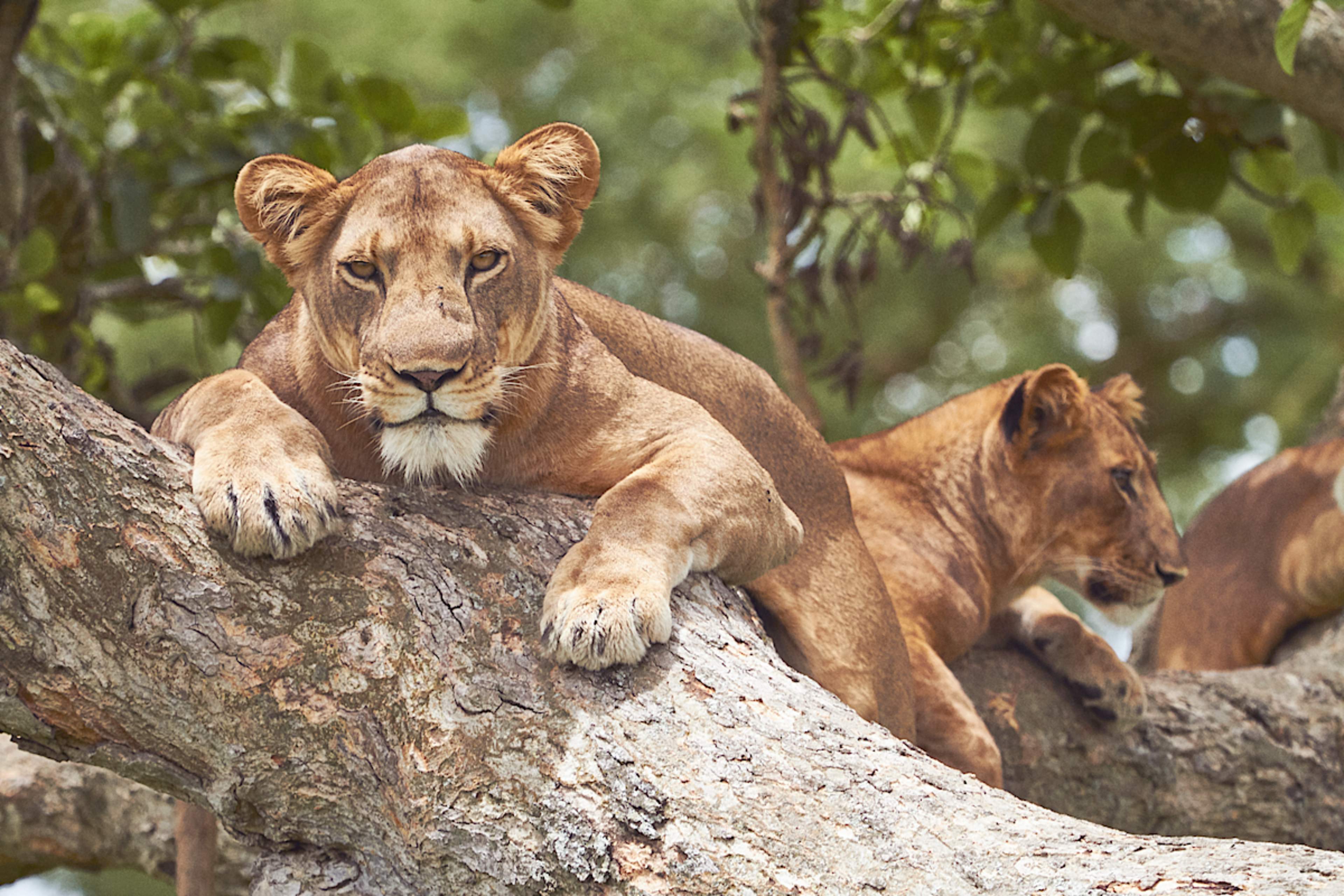 KIBALE NATIONAL PARK TO QUEEN ELIZABETH NATIONAL PARK