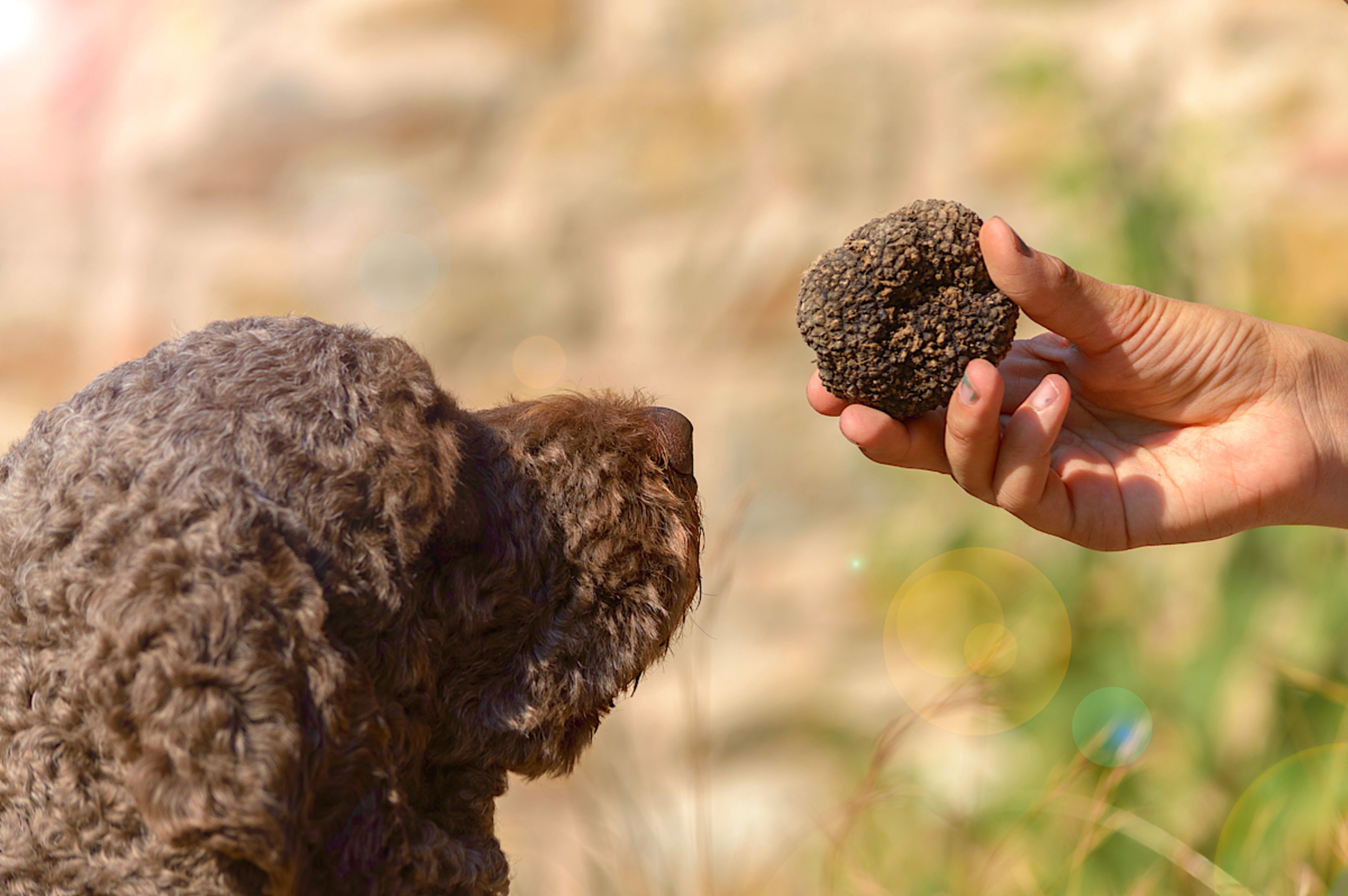 Truffle Hunt Experience