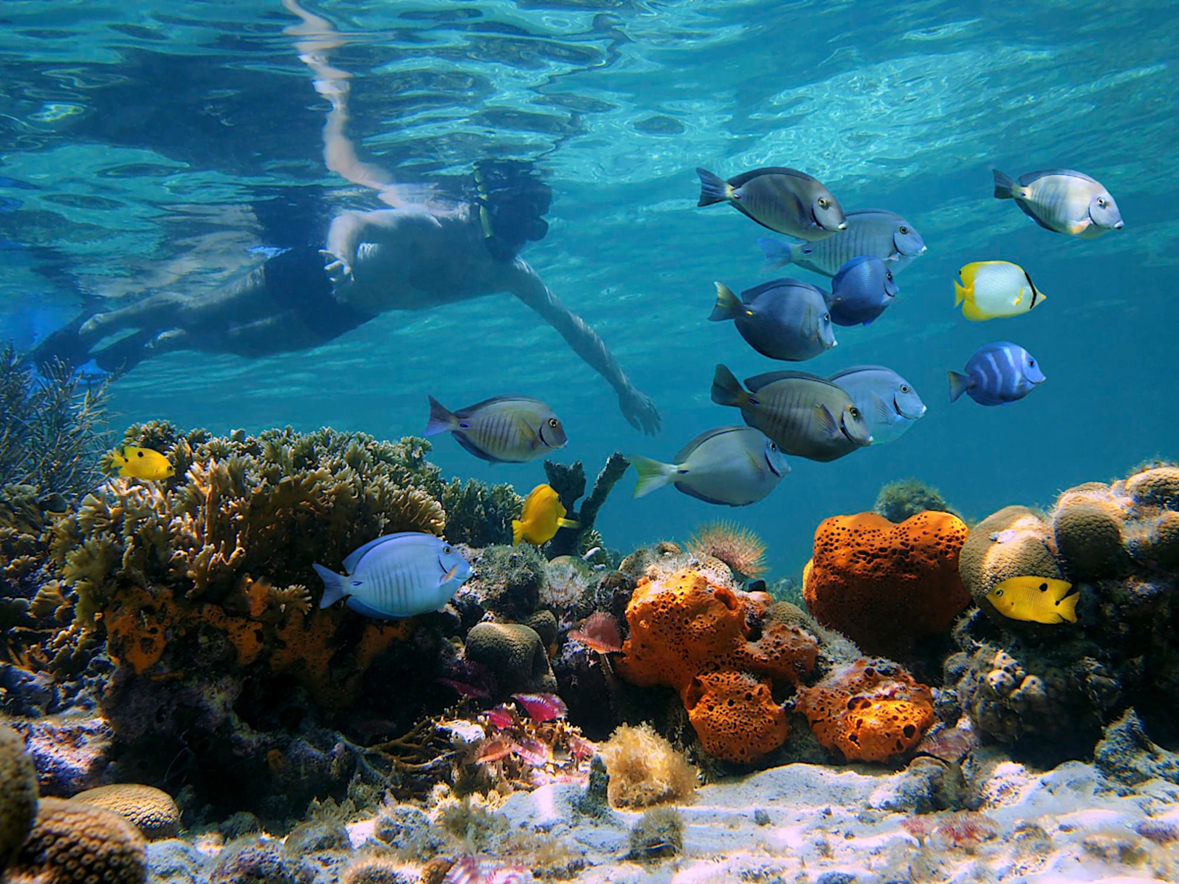 Snorkeling in Rich Marine Life