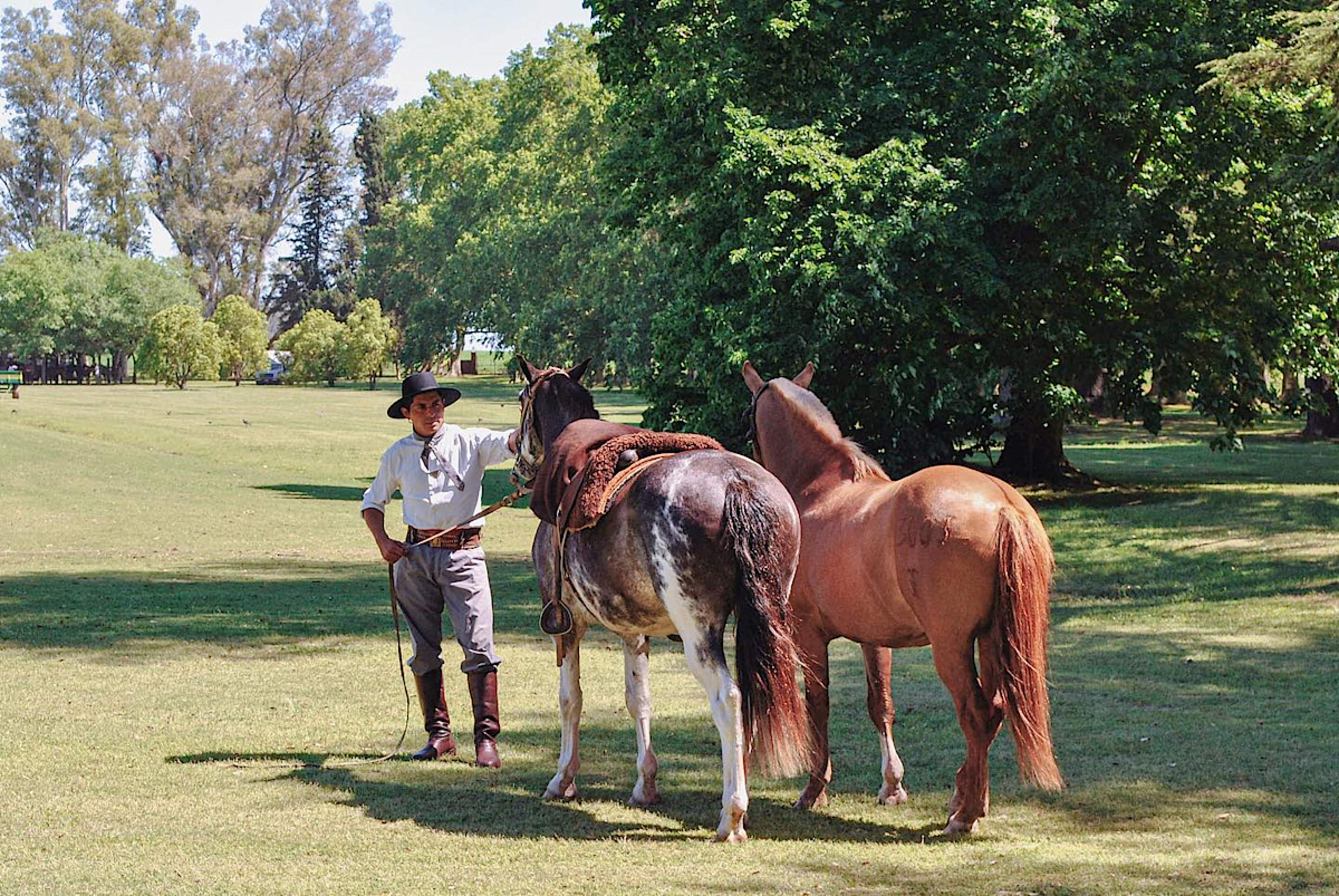 Gaucho