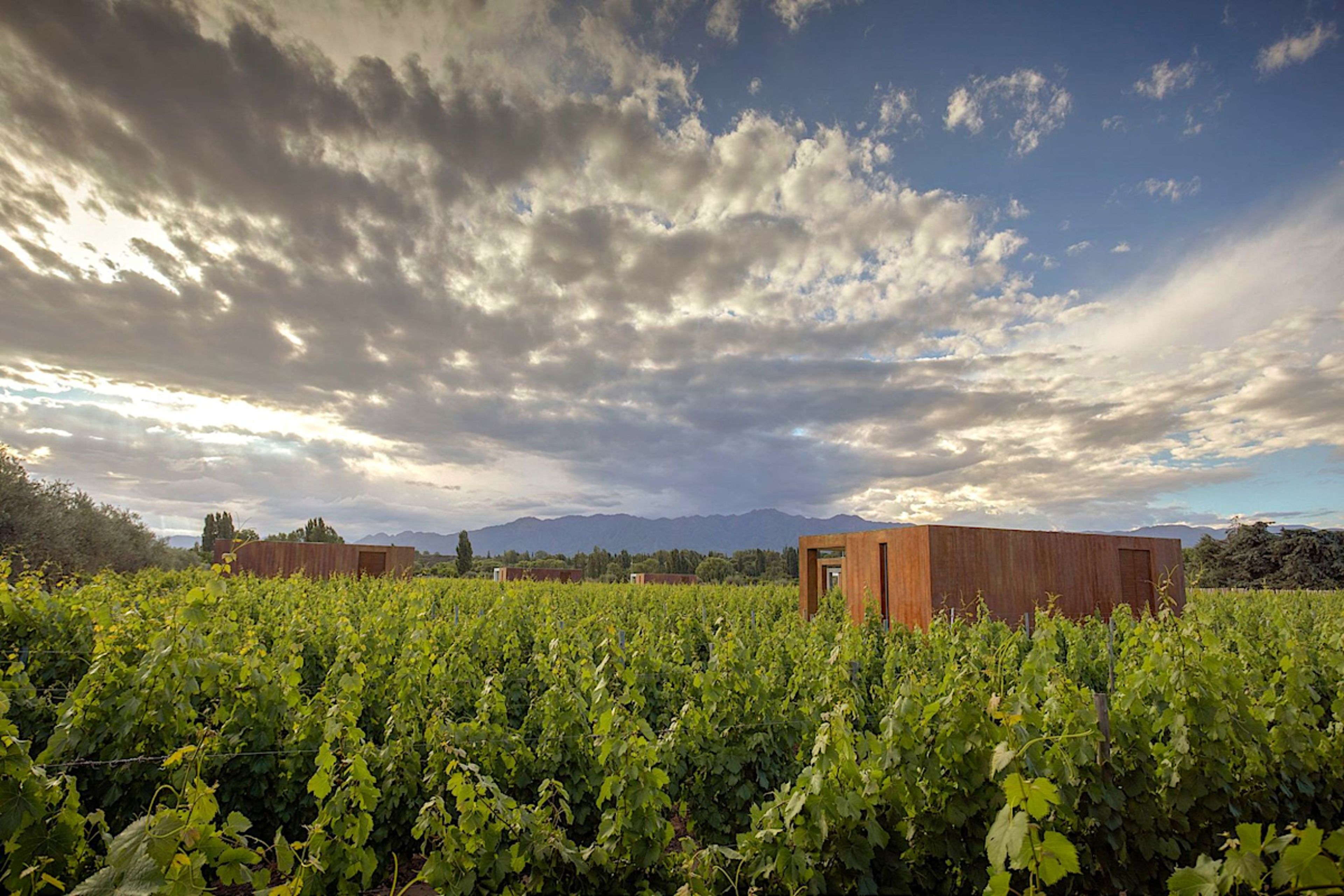 Vineyard