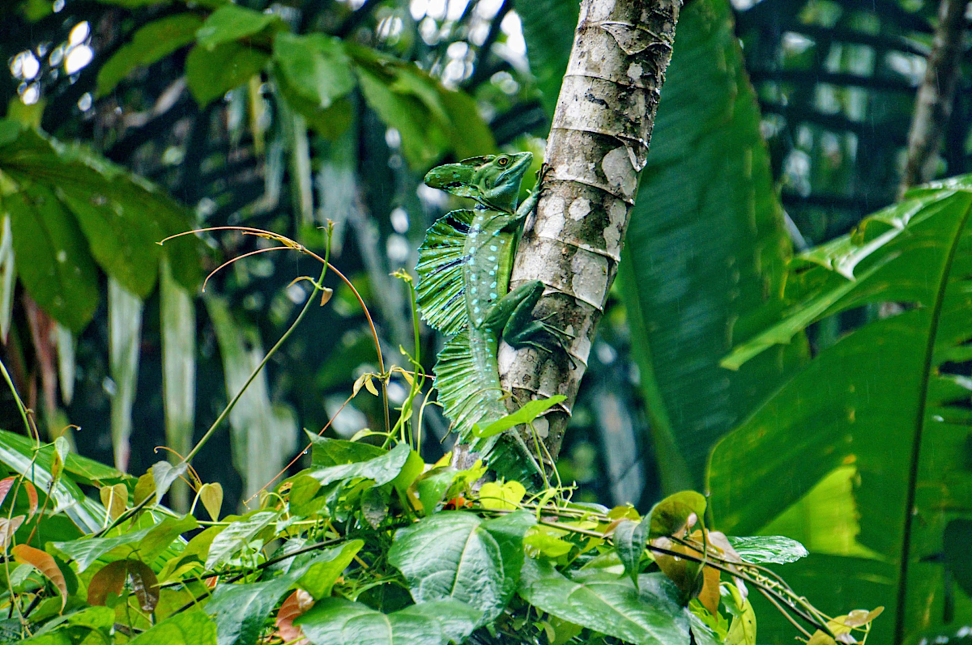 Basilisk (Jesus Christ Lizard)