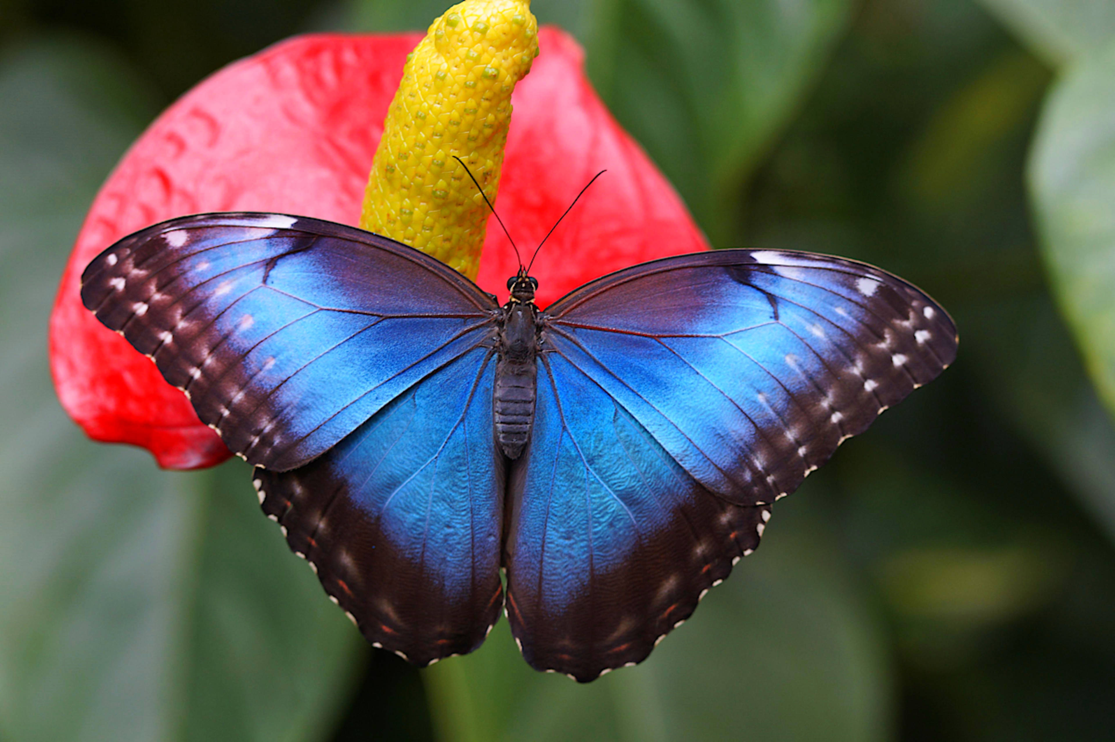 Butterfly Garden