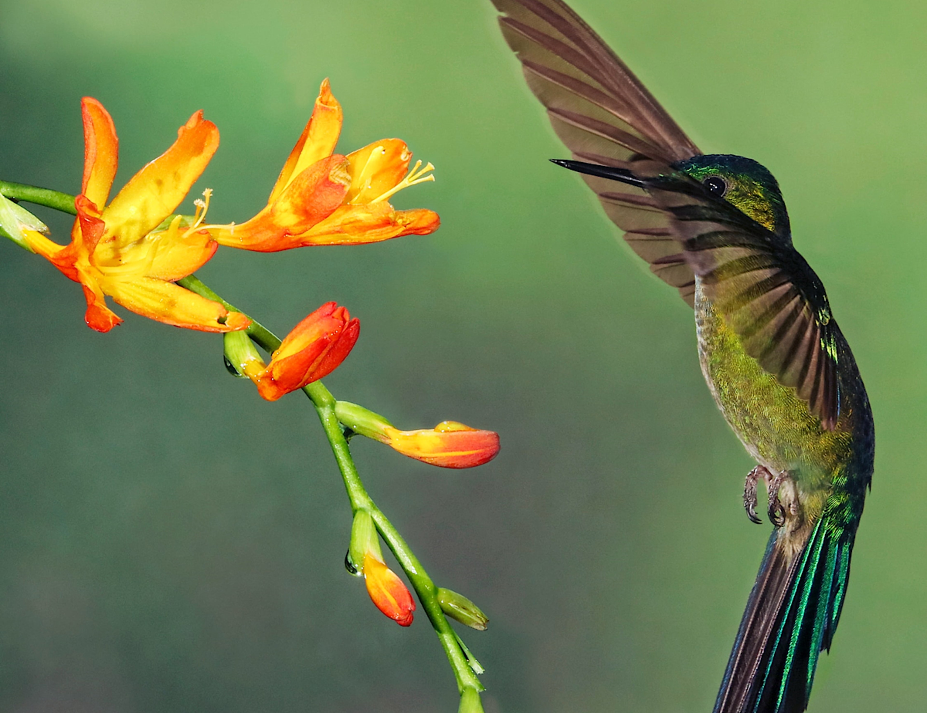 Alambi Reserve Birdlife