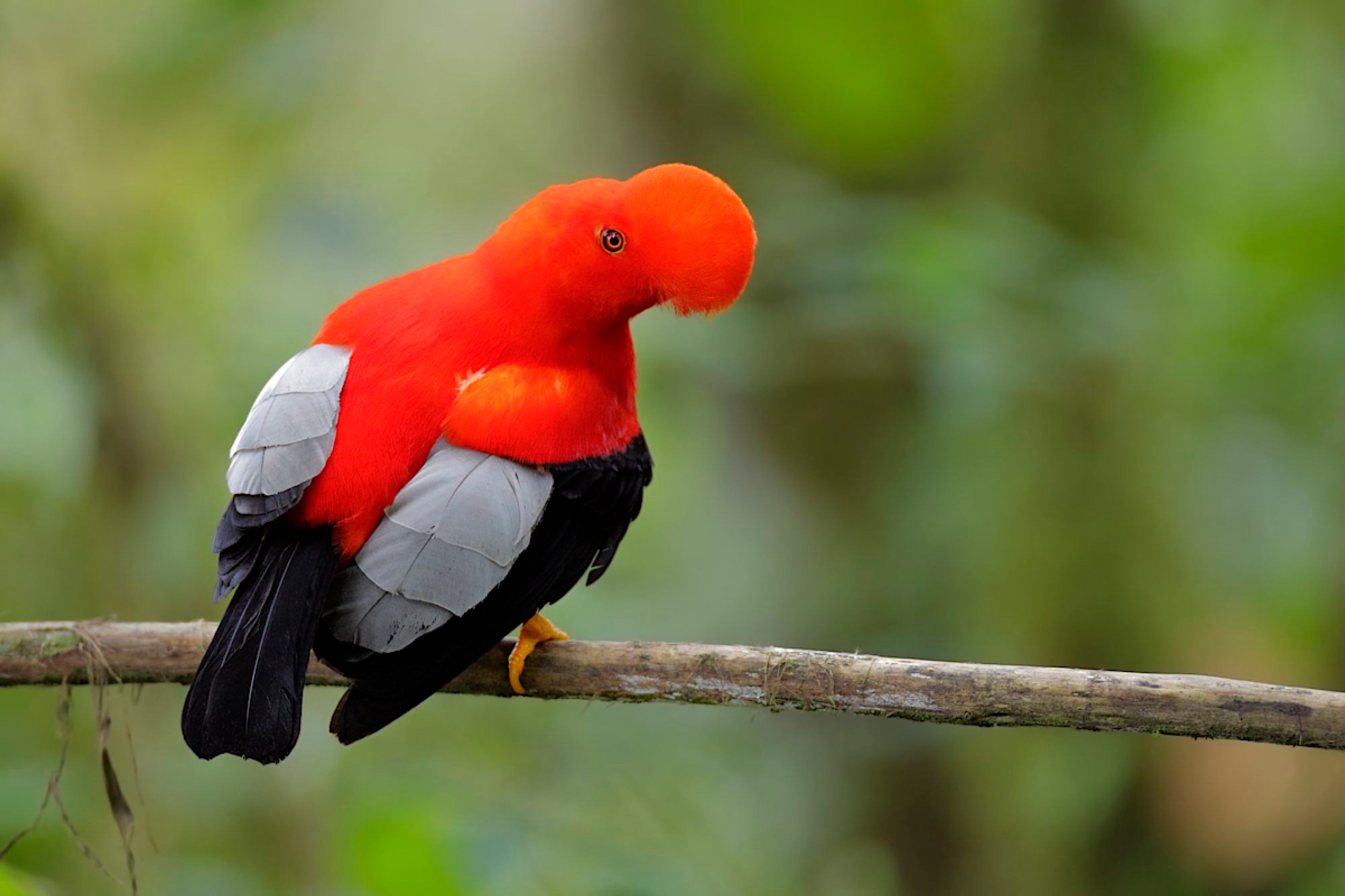 Andean Cock-of-the-Rock