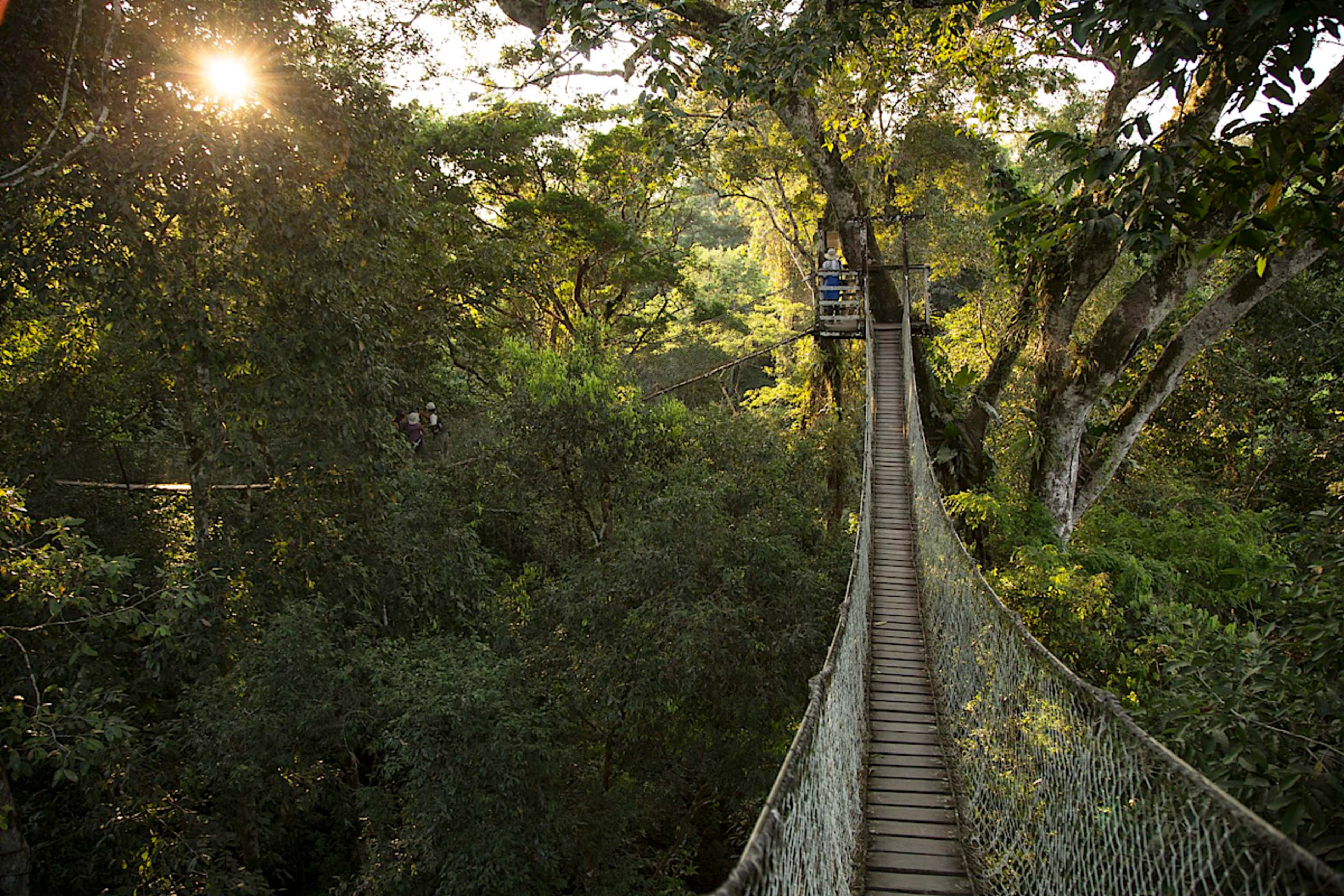 Canopy Walkway