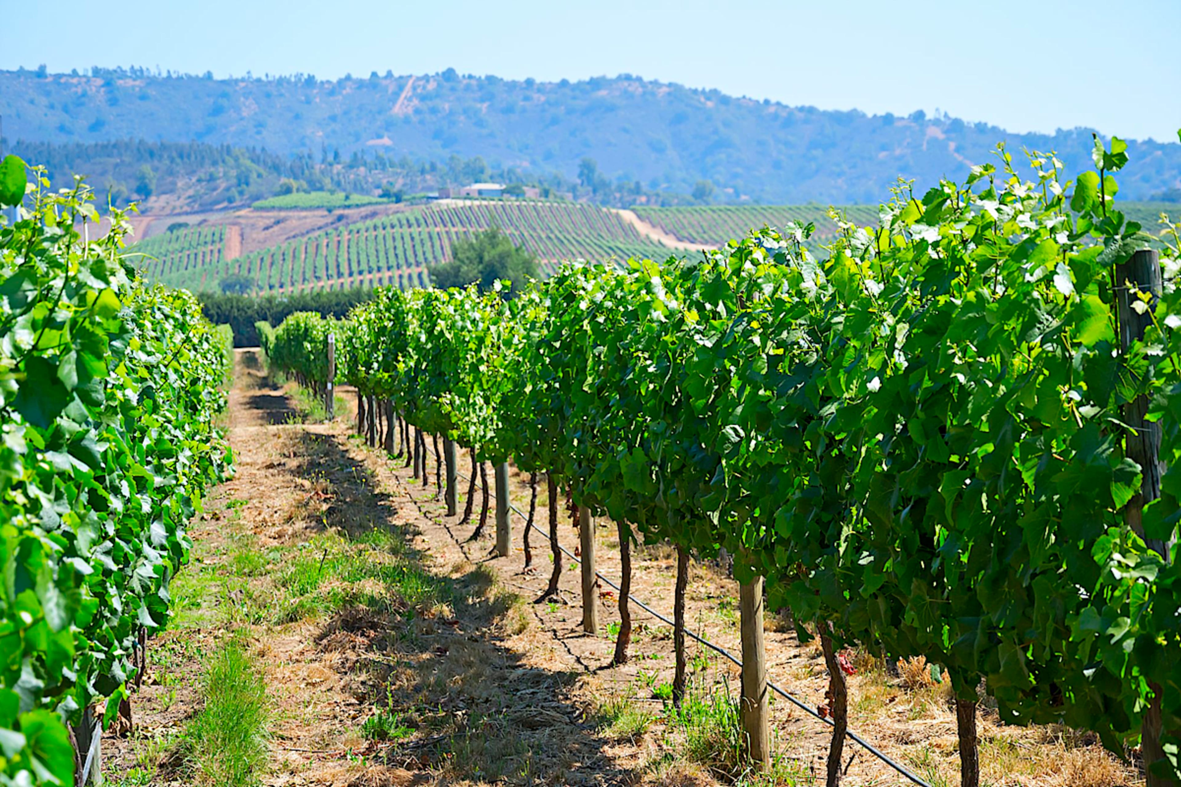 Casablanca Valley Winery