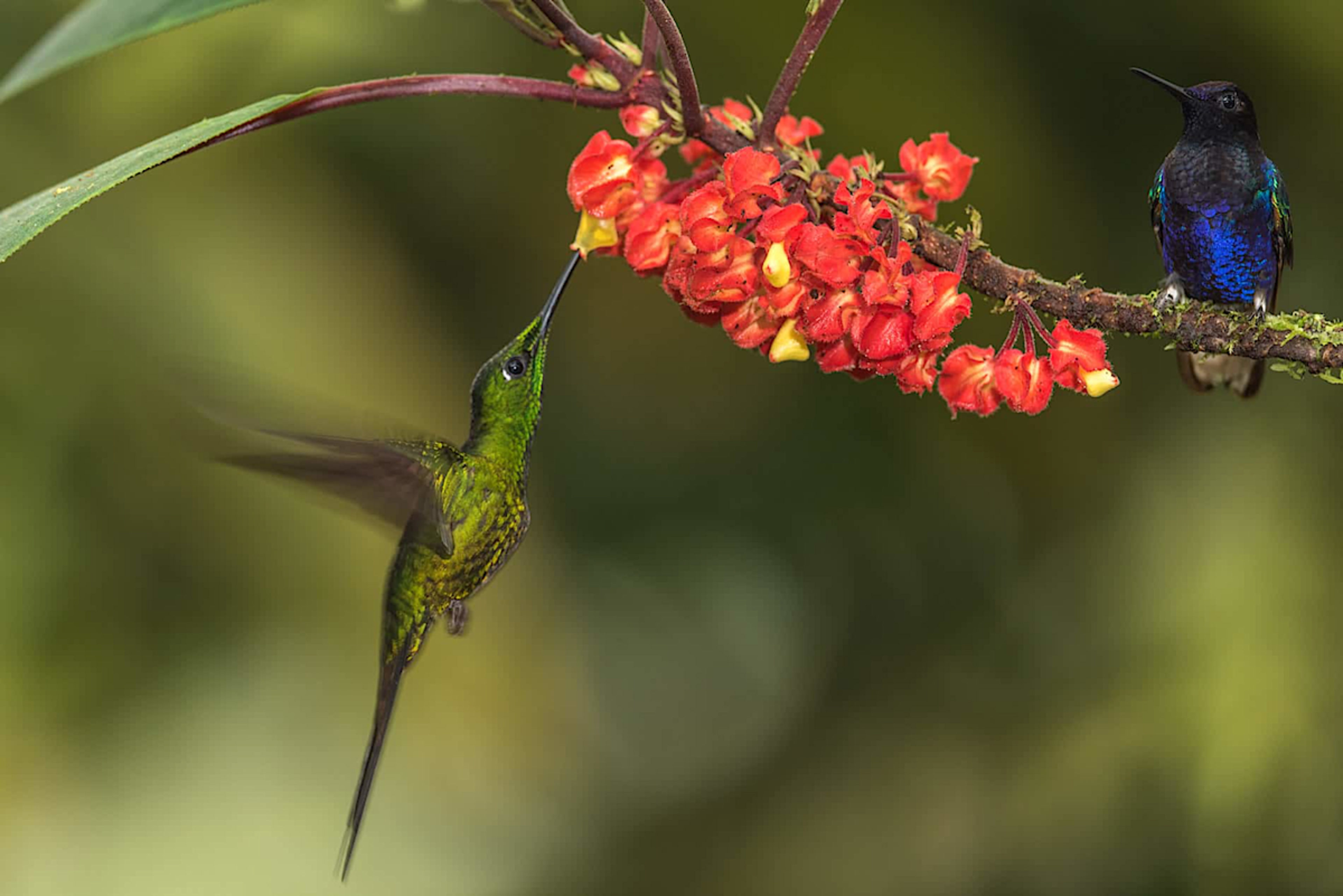 Hummingbird