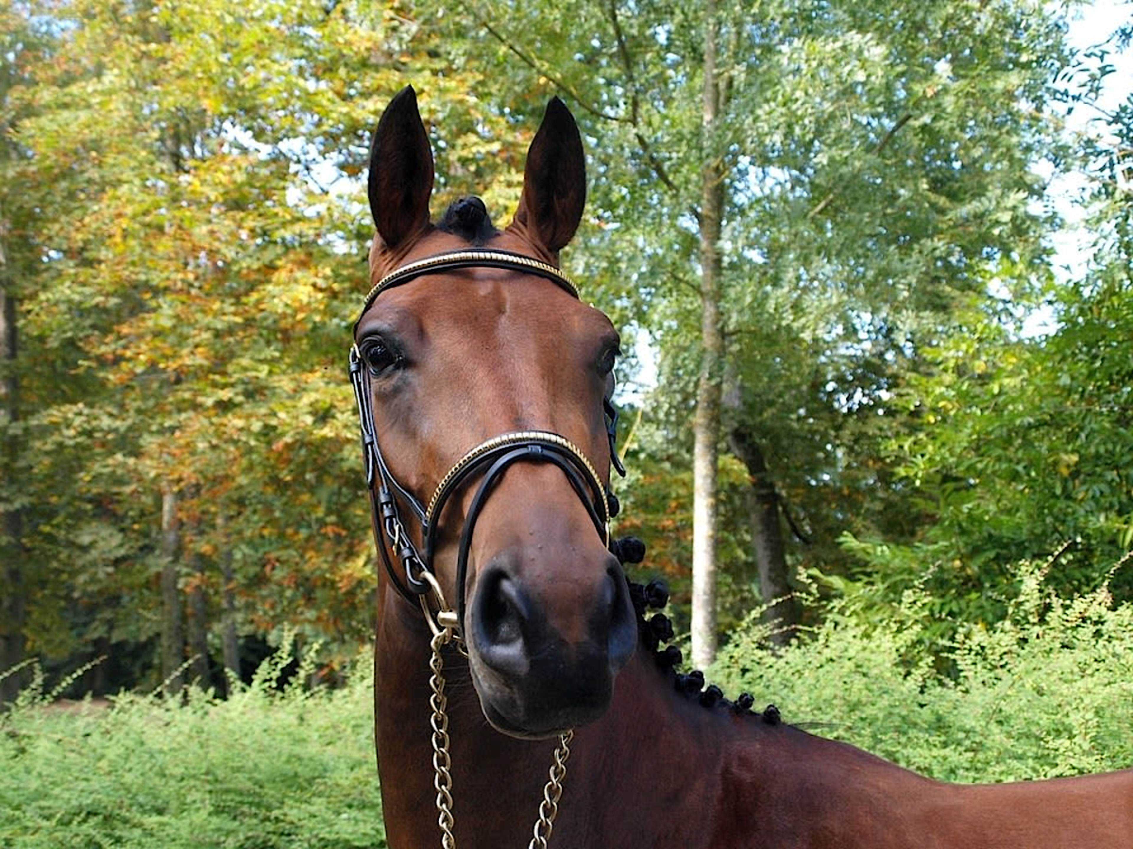 Horseback Riding