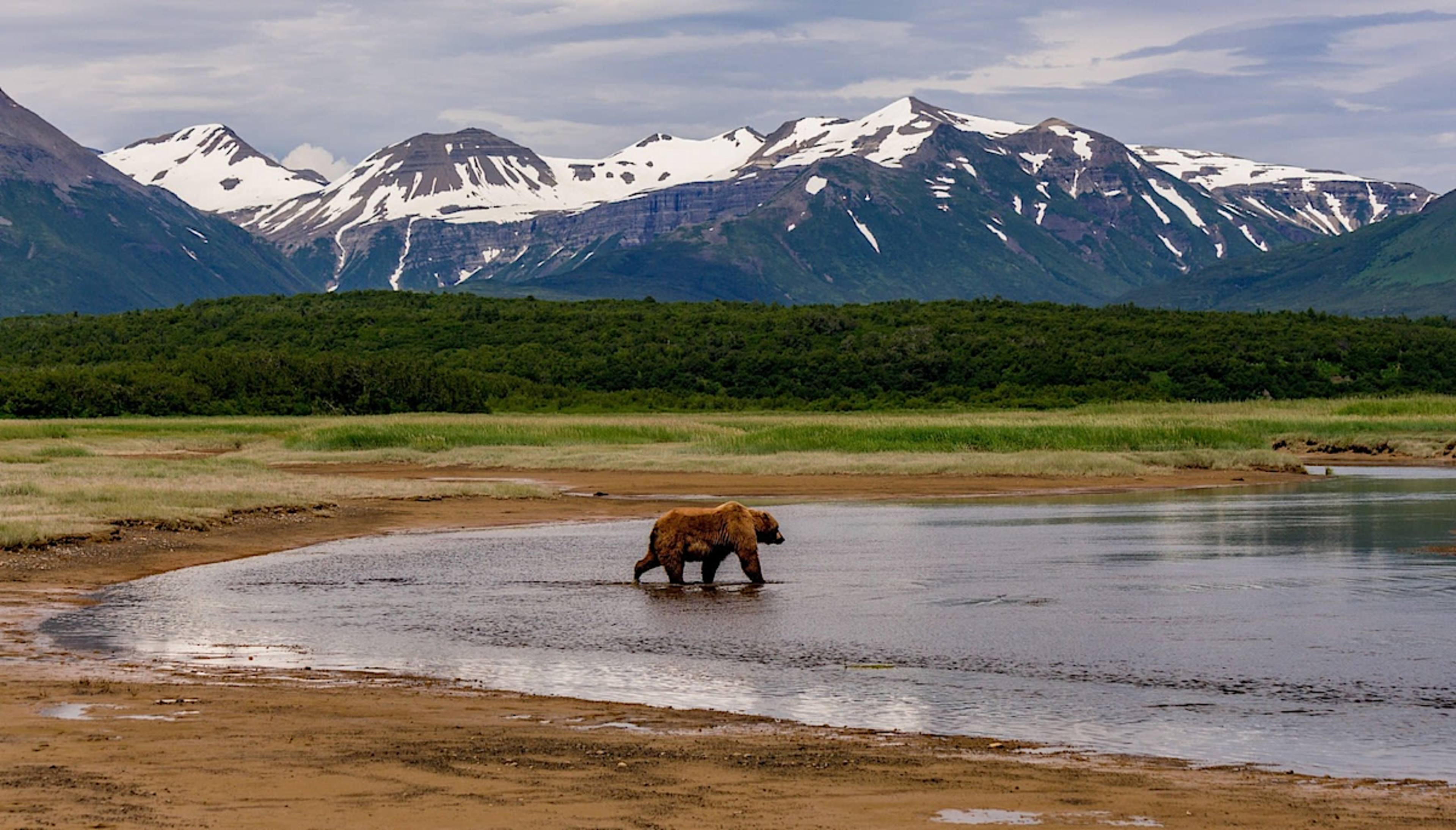 Bear